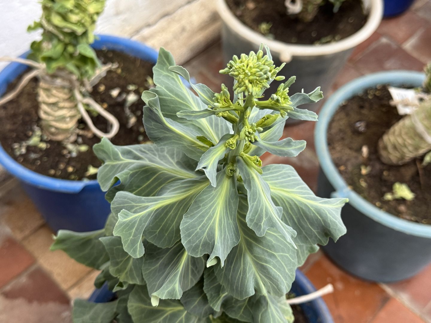 Женщины в науке, Федеральный научный центр овощеводства, Одинцово, Наука, вертикалки,