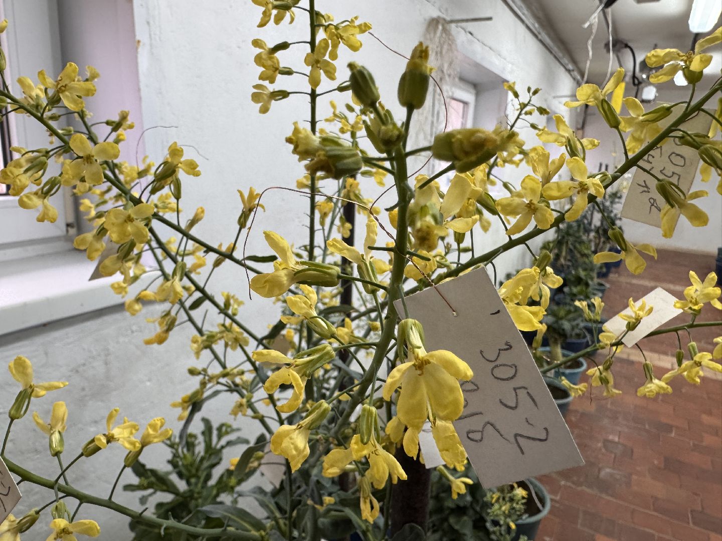 Женщины в науке, Федеральный научный центр овощеводства, Одинцово, Наука, вертикалки,