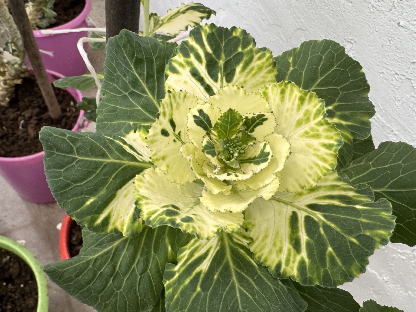 Женщины в науке, Федеральный научный центр овощеводства, Одинцово, Наука, вертикалки,