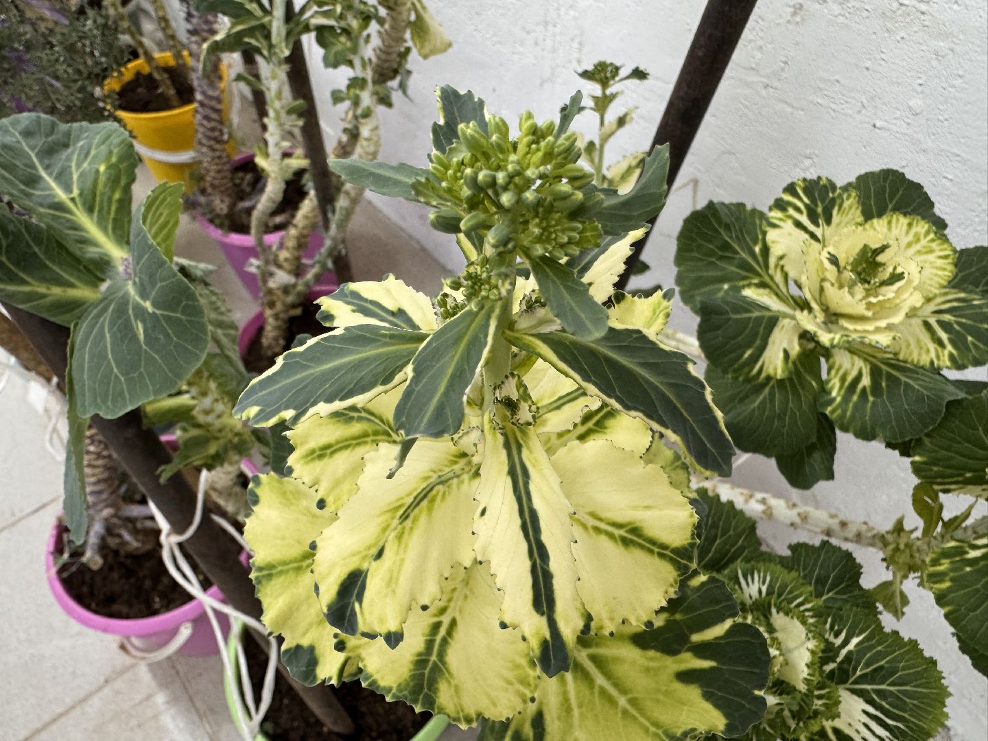 Женщины в науке, Федеральный научный центр овощеводства, Одинцово, Наука, вертикалки,