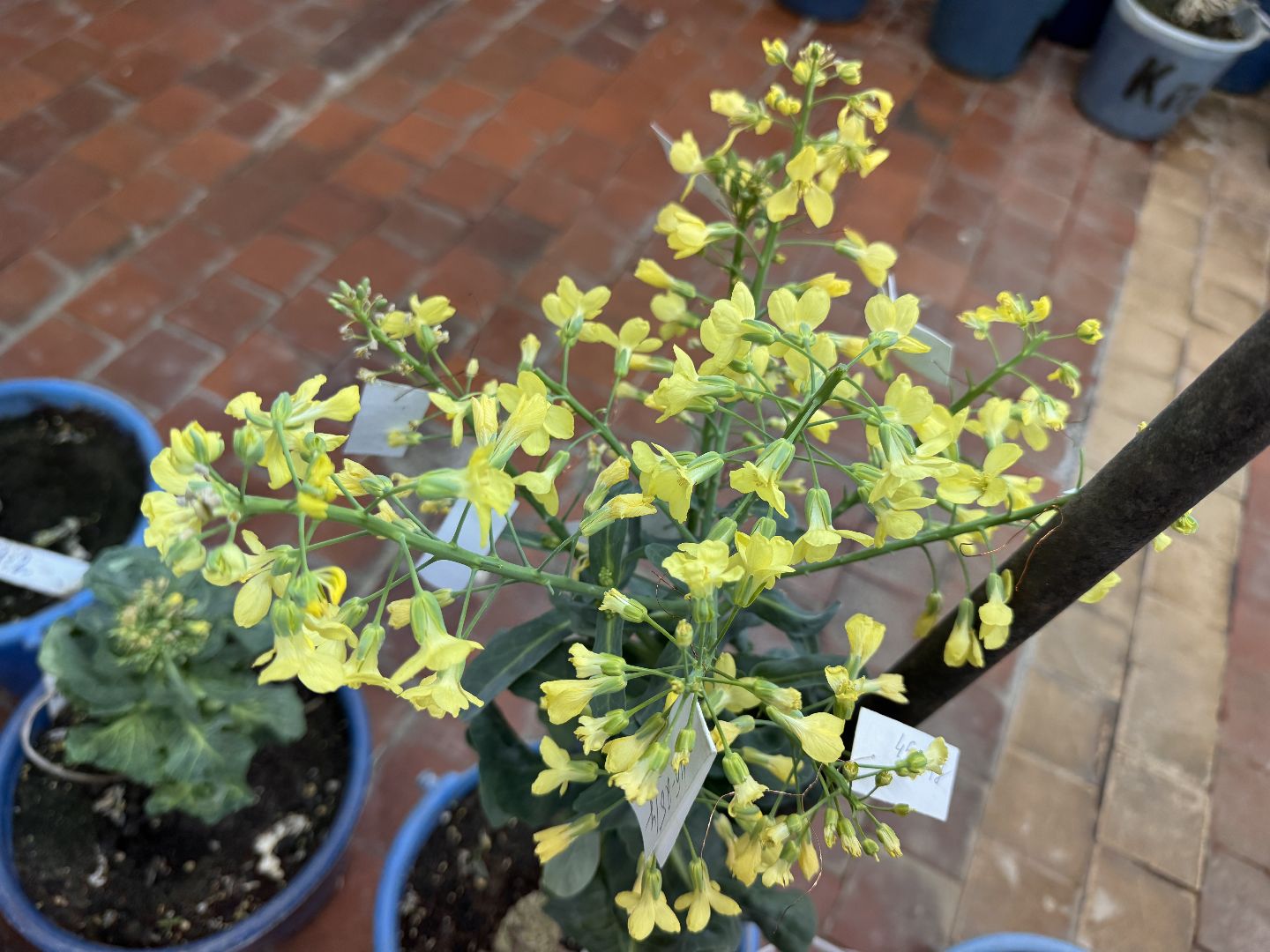 Женщины в науке, Федеральный научный центр овощеводства, Одинцово, Наука, вертикалки,