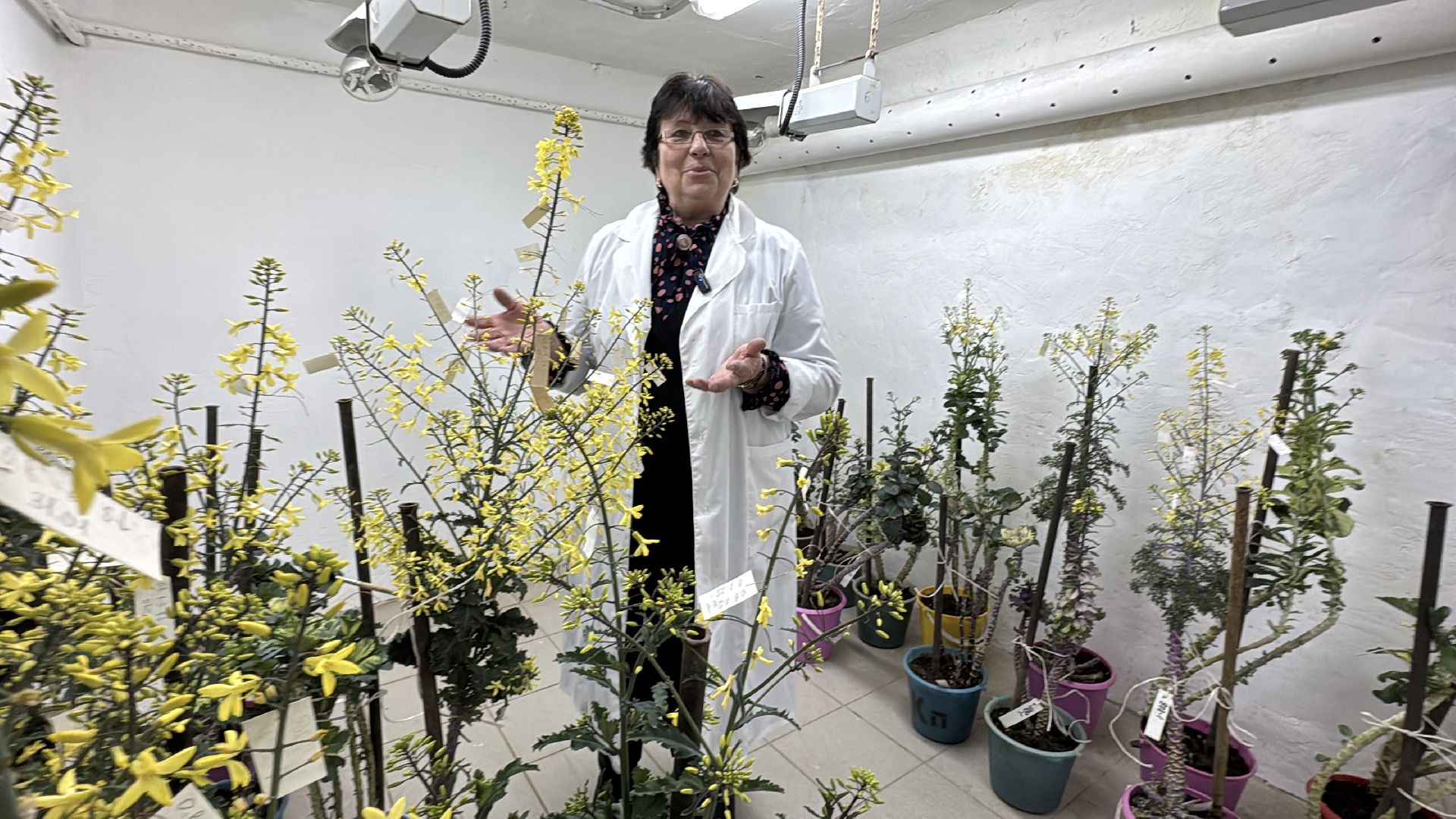 Женщины в науке, Федеральный научный центр овощеводства, Одинцово, Наука, вертикалки,