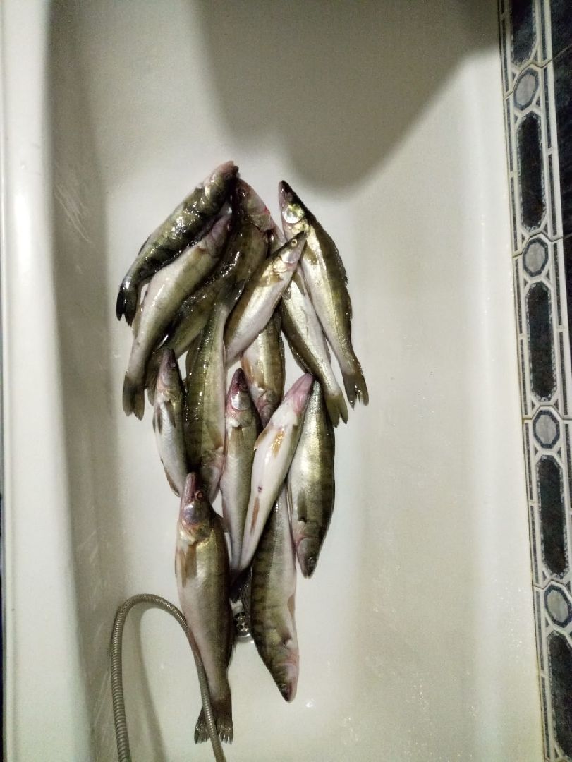 вертикалки, пушкино,люди, стоматология,мастерство,специалист,биография,профессионализм,