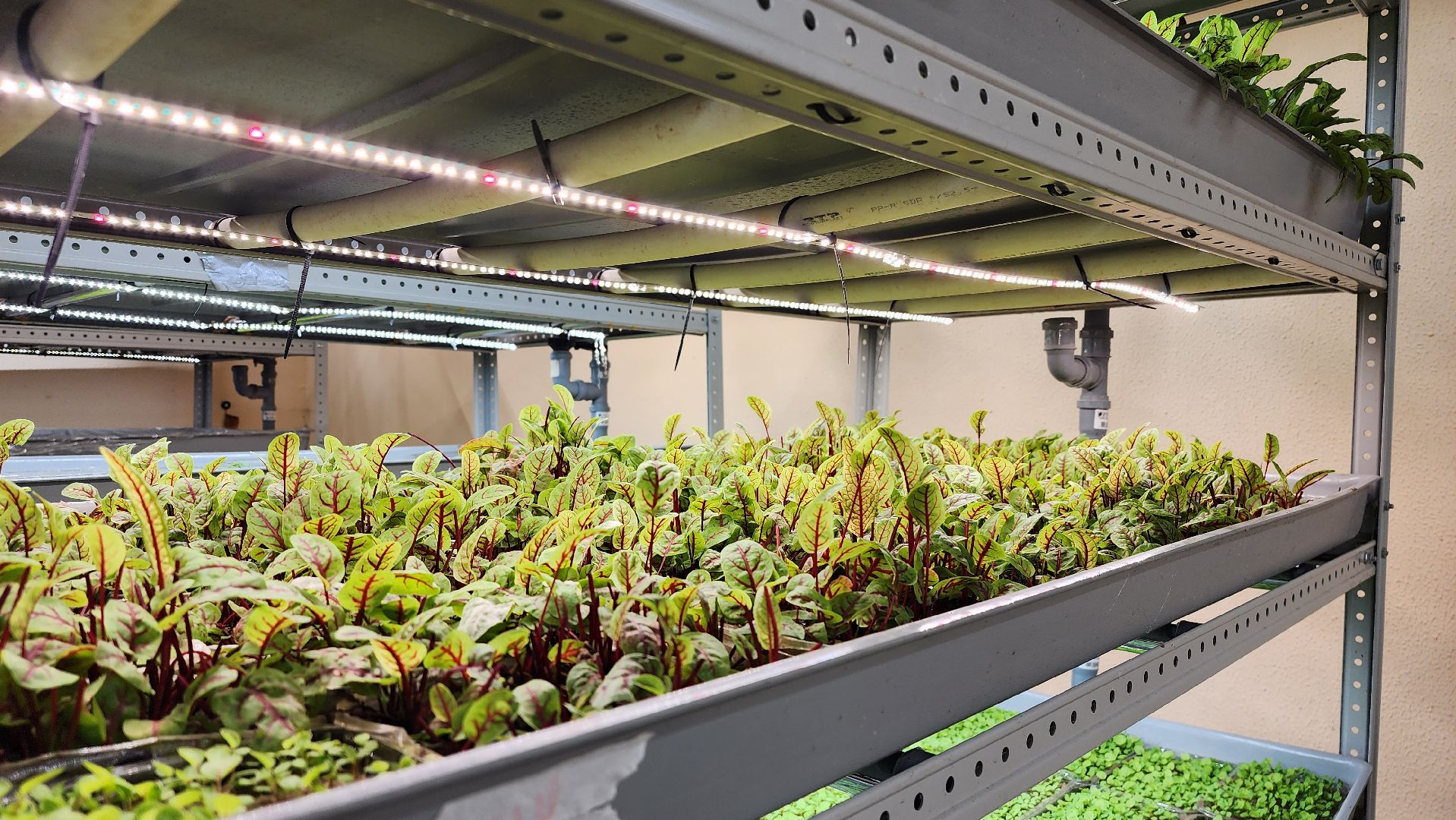 истра, фермер, экономика, поддержка бизнеса, вертикалки,