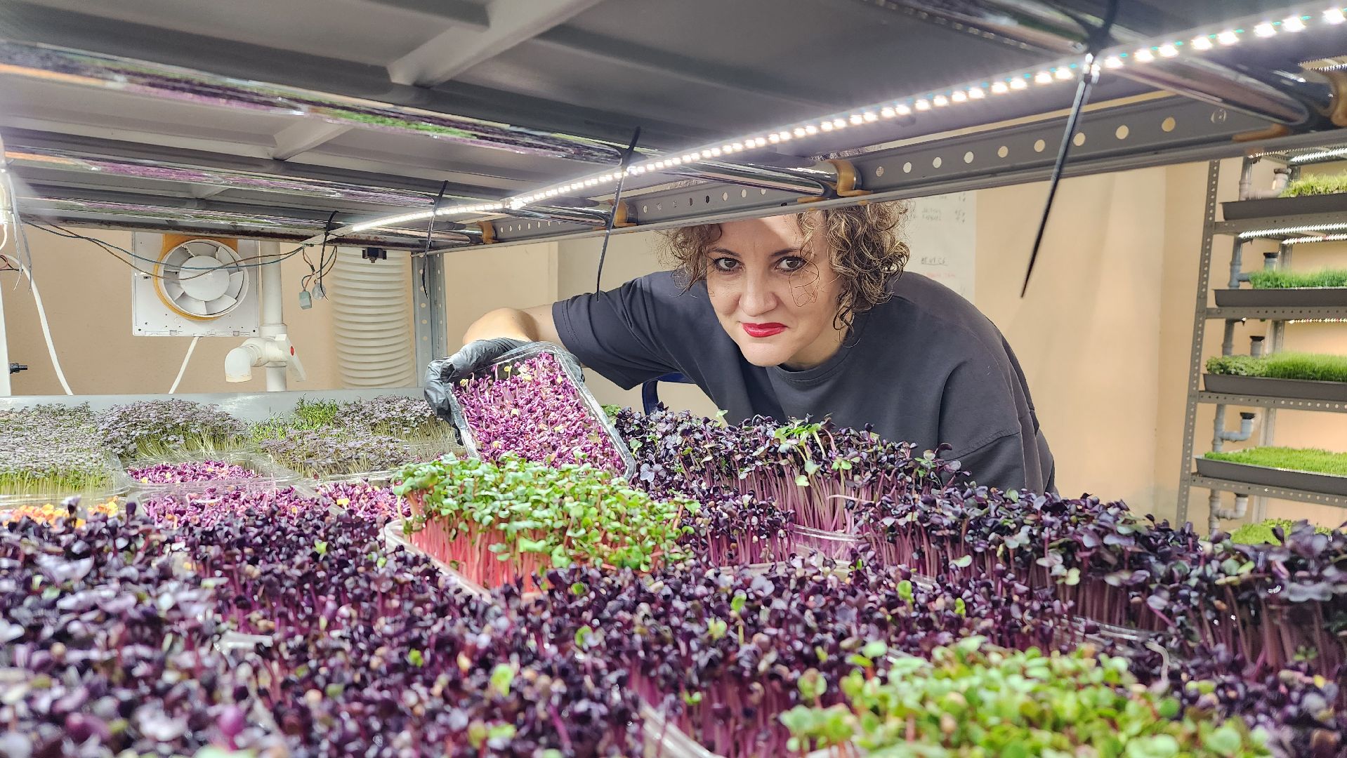 истра, фермер, экономика, поддержка бизнеса, вертикалки,