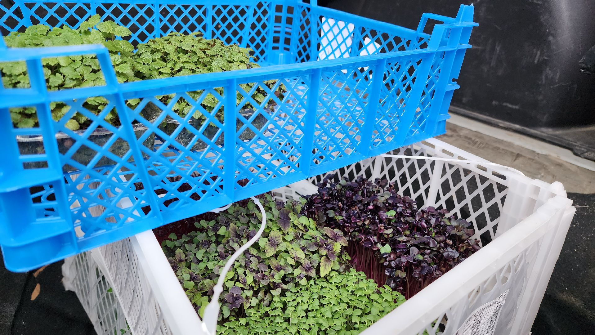 истра, фермер, экономика, поддержка бизнеса, вертикалки,