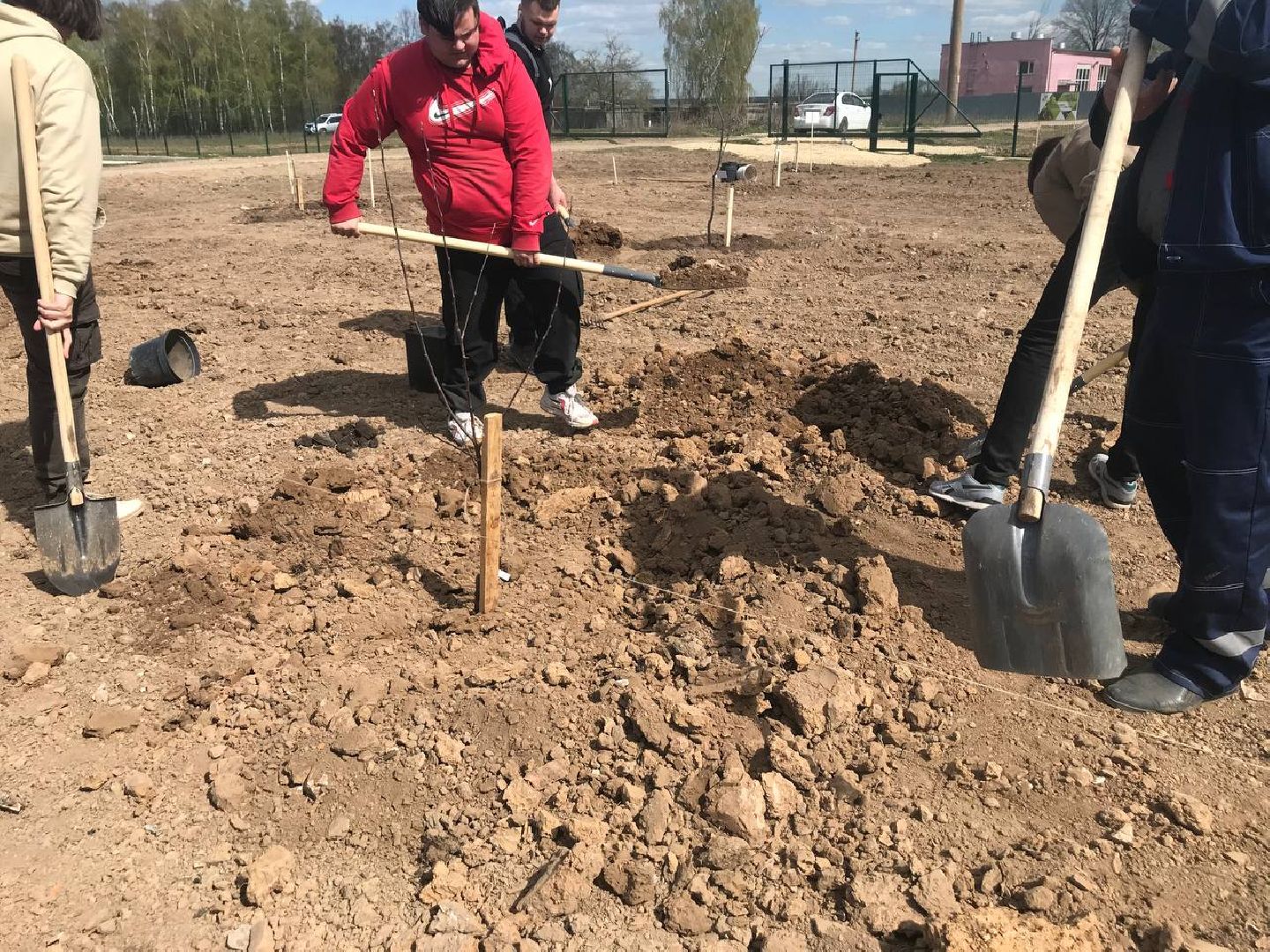 яблони, образование