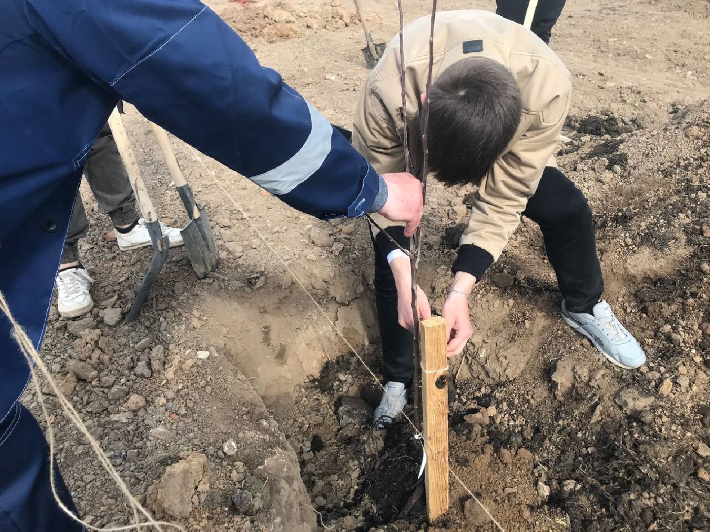 яблони, образование