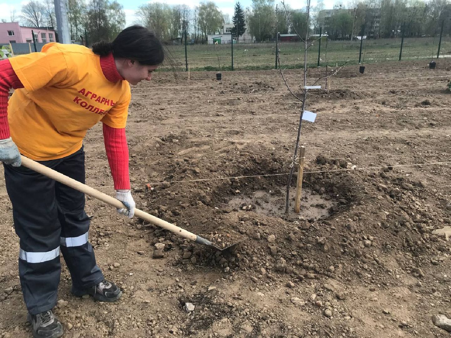 яблони, образование