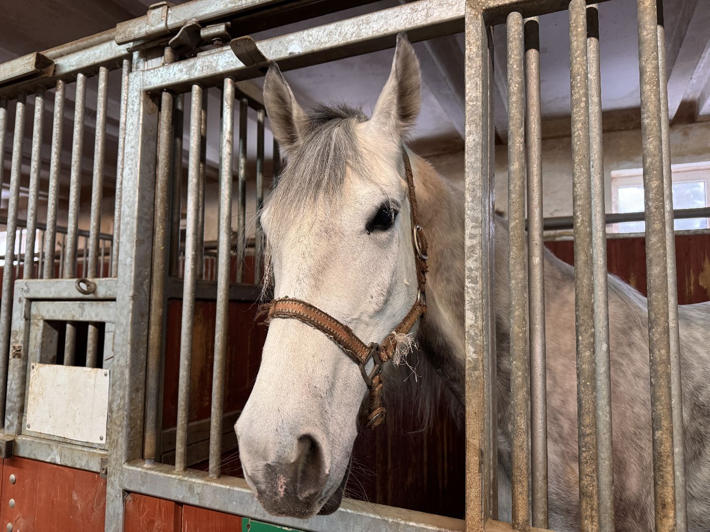 вертикалки, мкз 1, Московский конный завод 1, Одинцовский округ, Первые в стране,