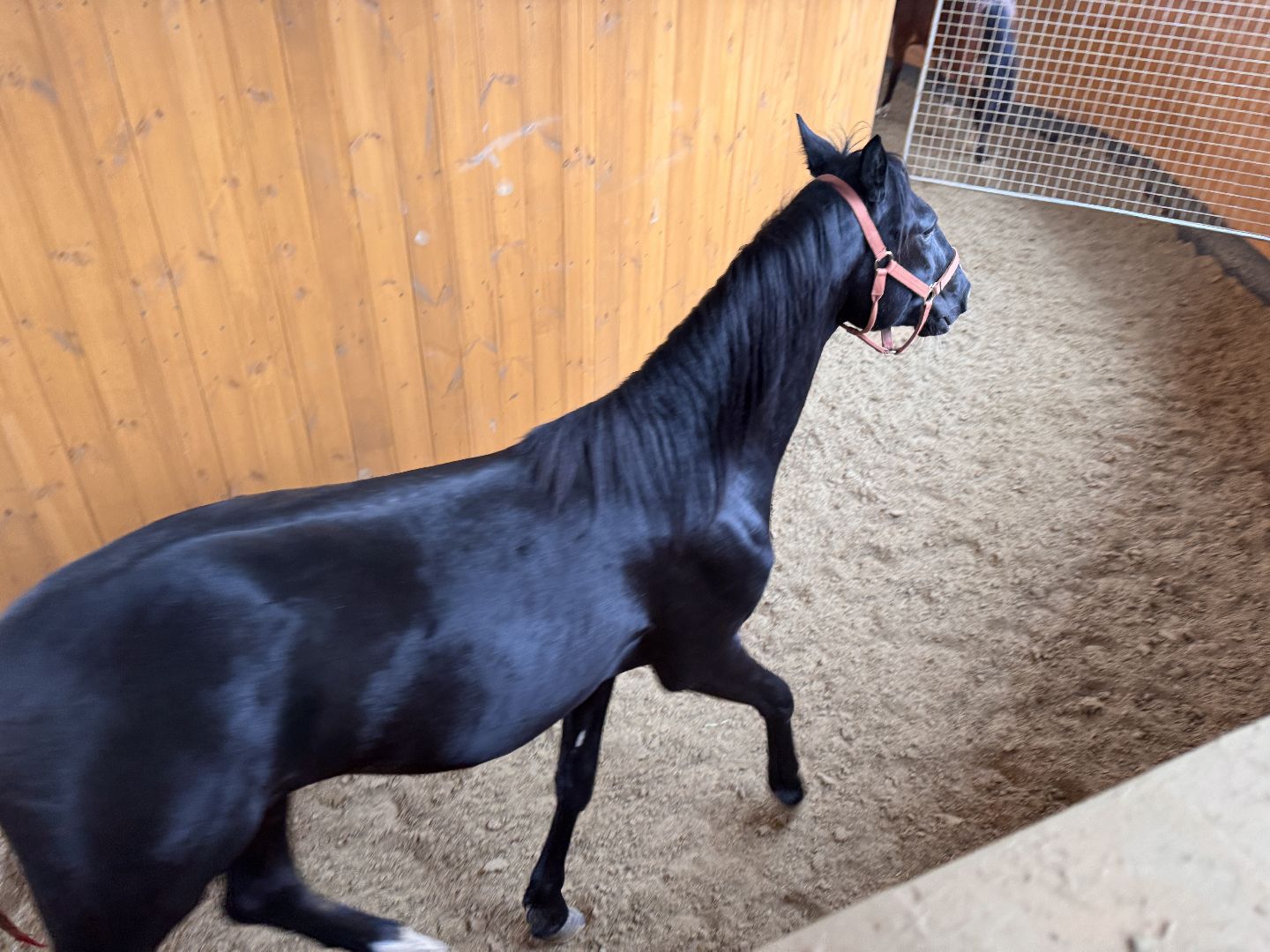 вертикалки, мкз 1, Московский конный завод 1, Одинцовский округ, Первые в стране,