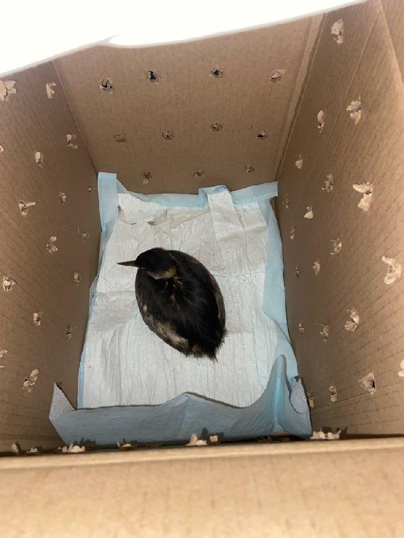 Дмитров, Волонтеры, ЧП на Черном море,