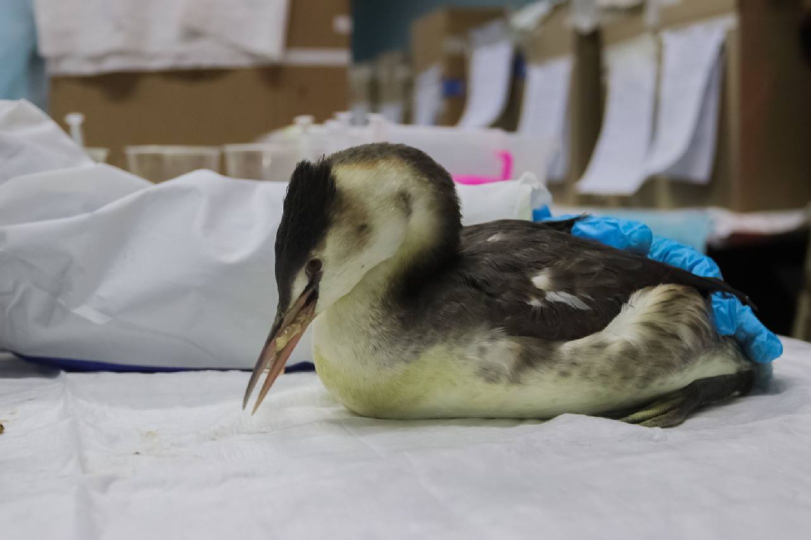 Дмитров, Волонтеры, ЧП на Черном море,