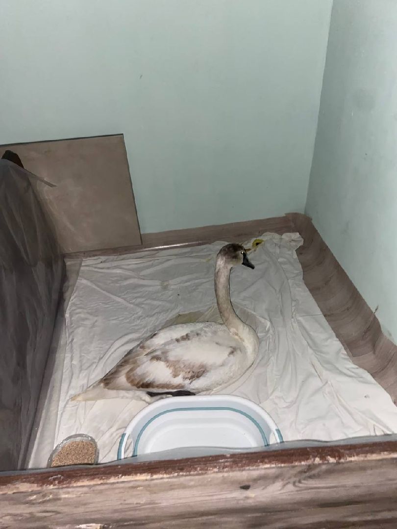 Дмитров, Волонтеры, ЧП на Черном море,