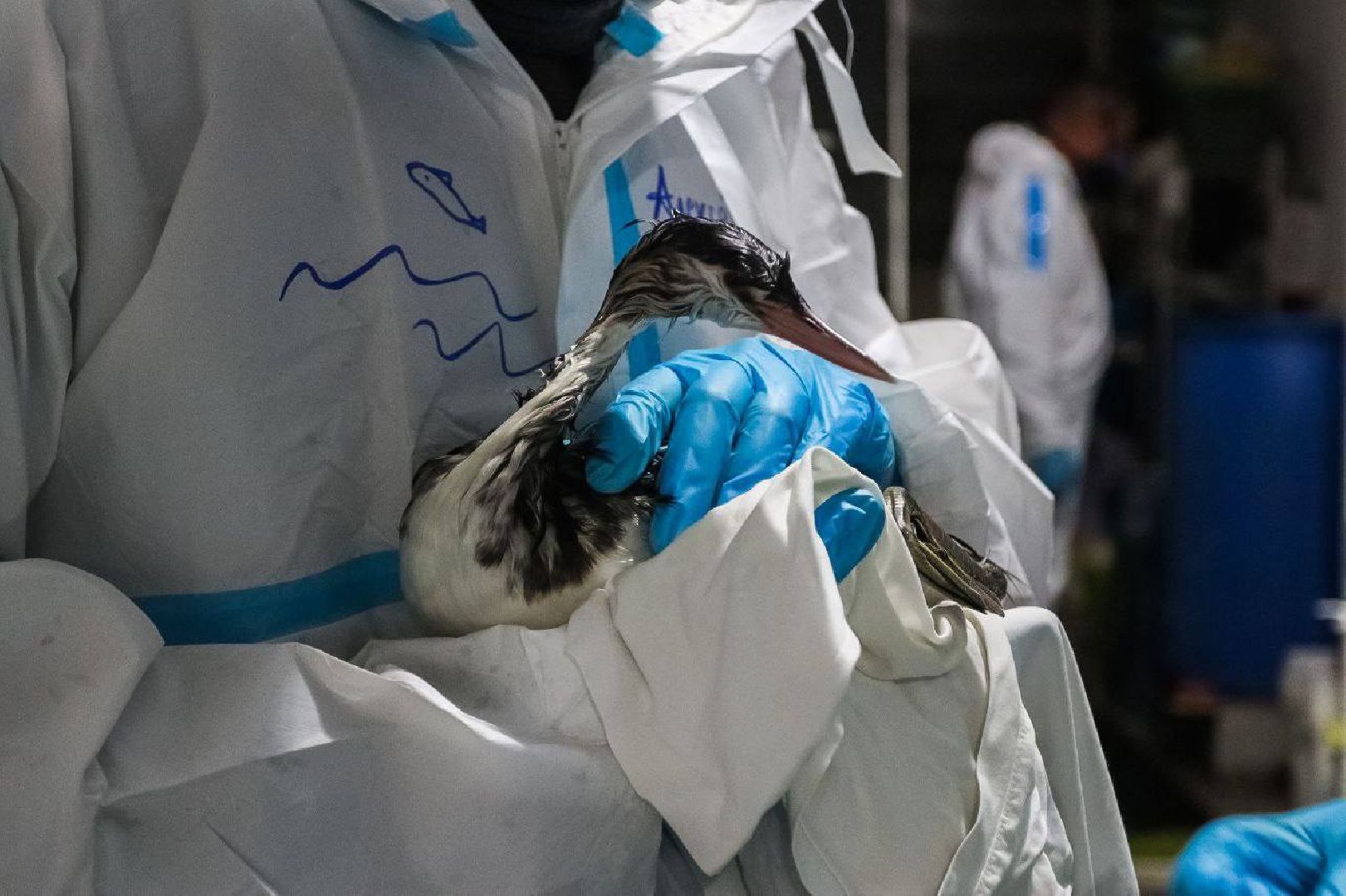 Дмитров, Волонтеры, ЧП на Черном море,