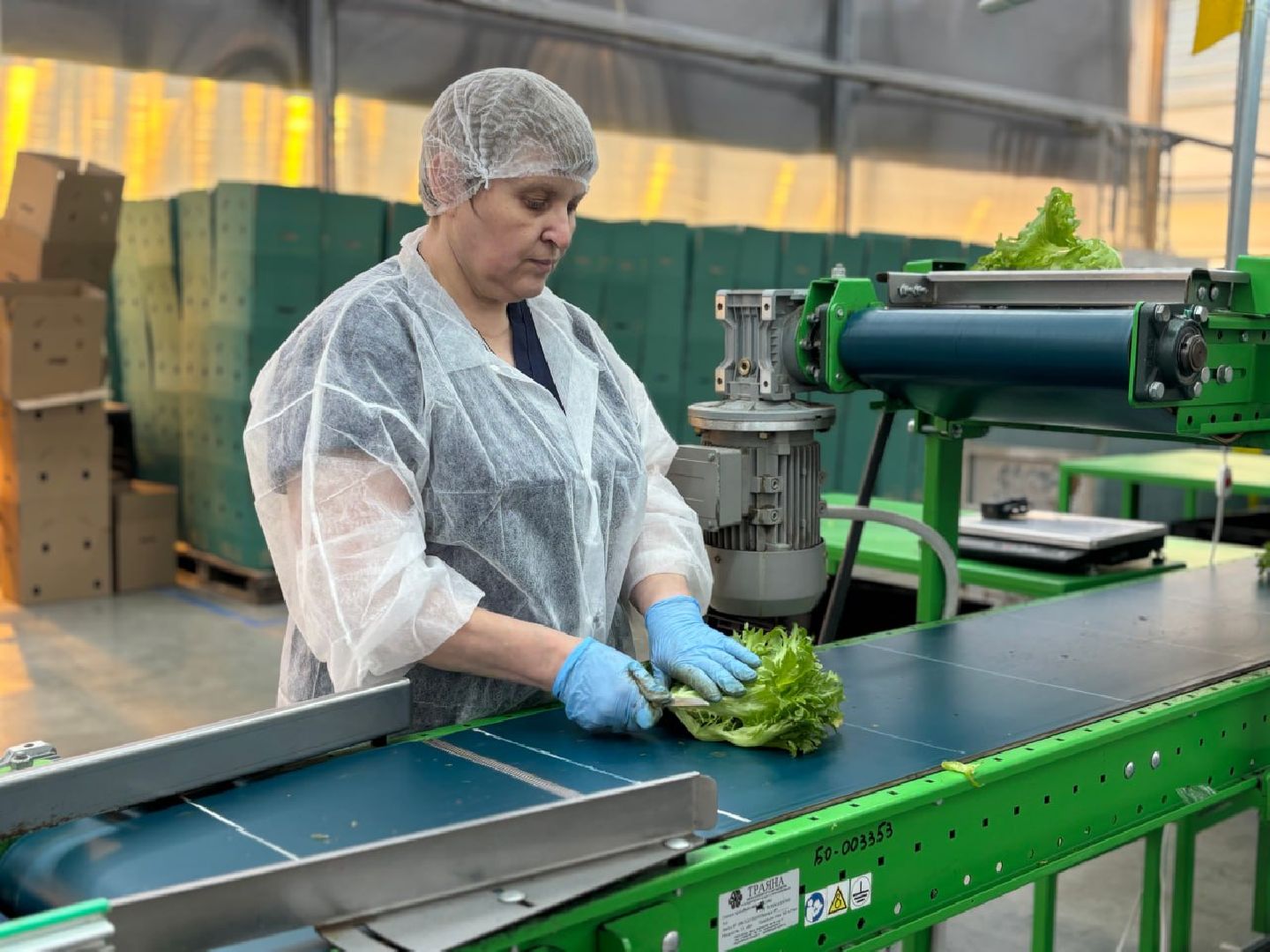 воскресенск, экономика, овощи,