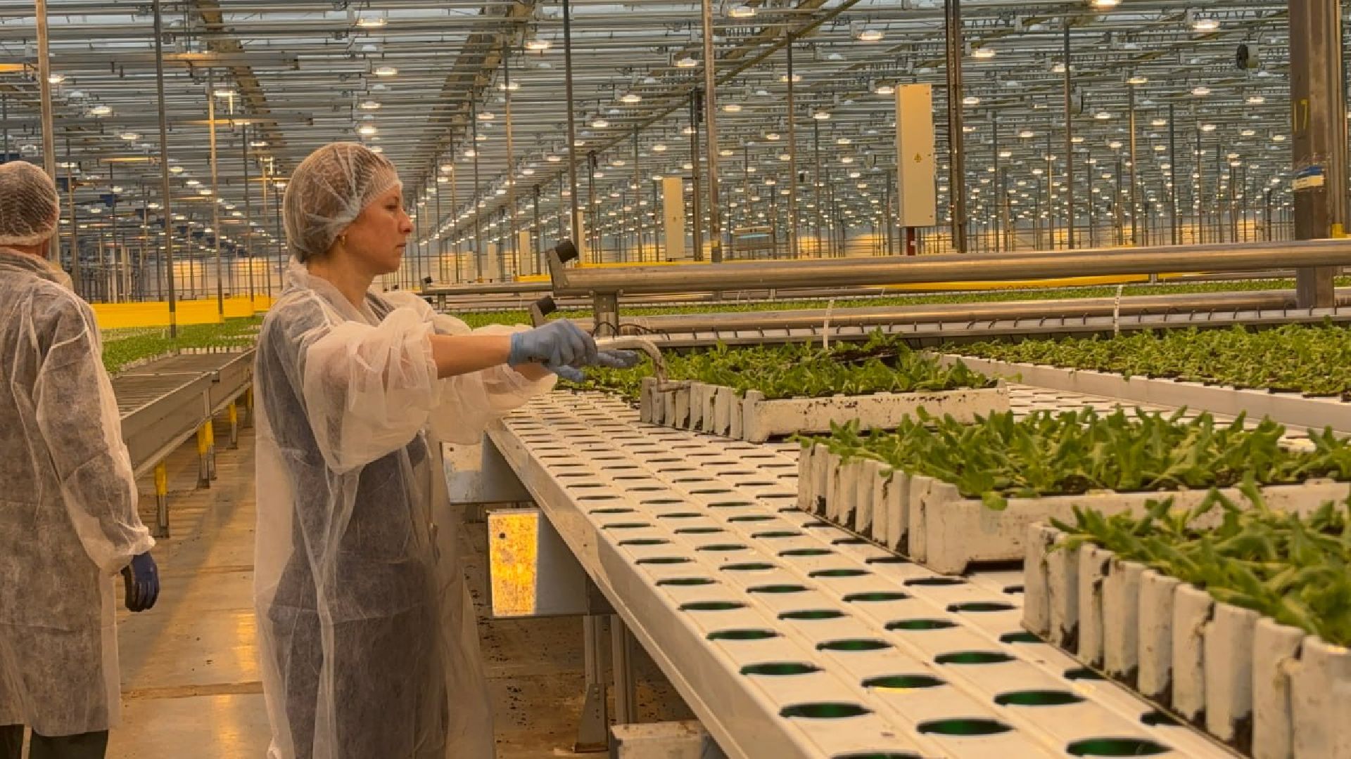 воскресенск, экономика, овощи,