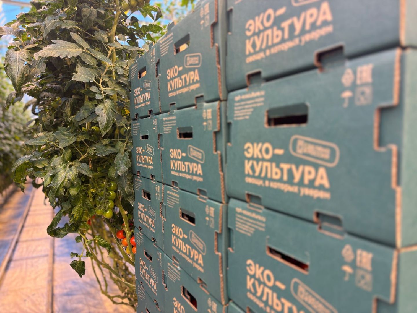 воскресенск, экономика, овощи,