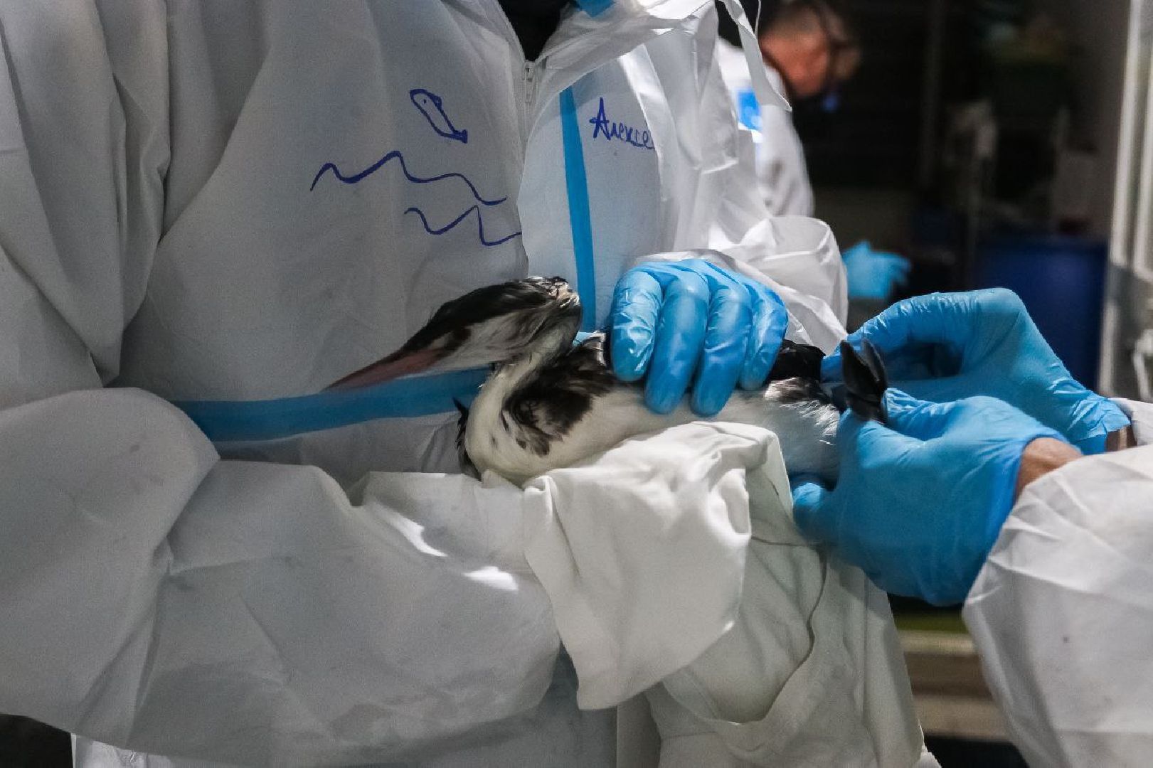 мгер, волонтеры, добровольцы, мо, домодедово, подмосковье, экогология, анапа, черное море, побережье, мазут, разлив топлива,