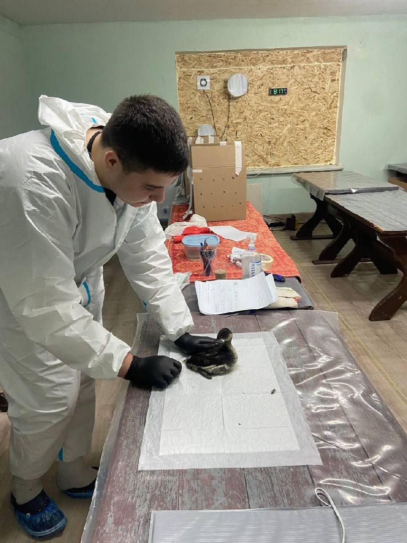 мгер, волонтеры, добровольцы, мо, домодедово, подмосковье, экогология, анапа, черное море, побережье, мазут, разлив топлива,