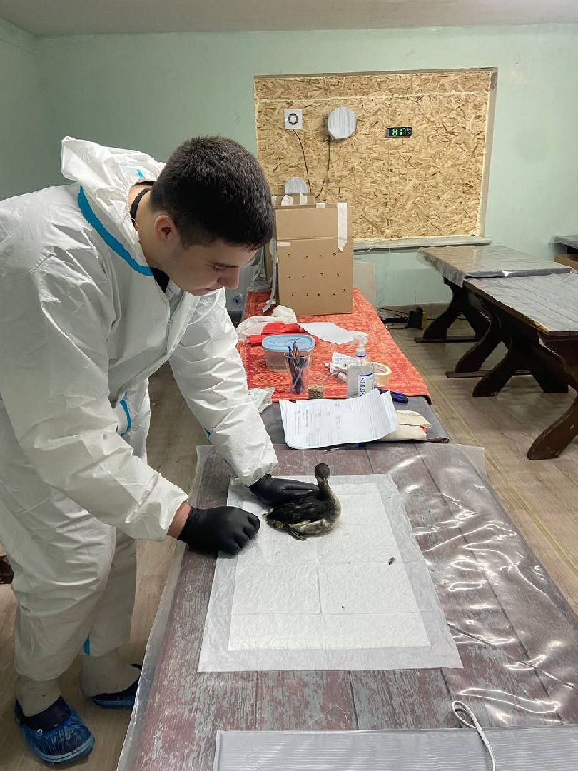 мгер, волонтеры, добровольцы, мо, домодедово, подмосковье, экогология, анапа, черное море, побережье, мазут, разлив топлива,