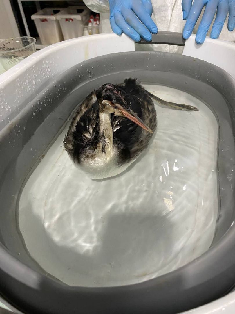 мгер, волонтеры, добровольцы, мо, домодедово, подмосковье, экогология, анапа, черное море, побережье, мазут, разлив топлива,