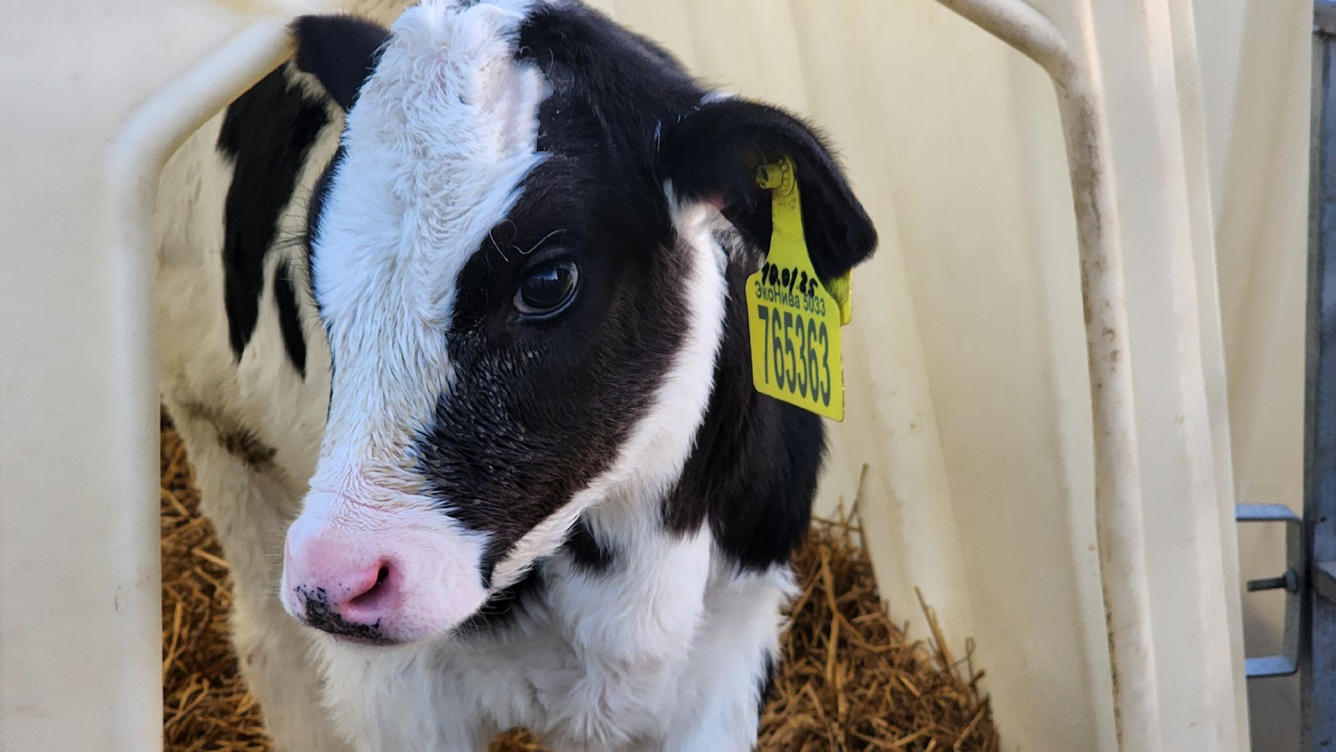 ступино, образование, промышленный туризм,