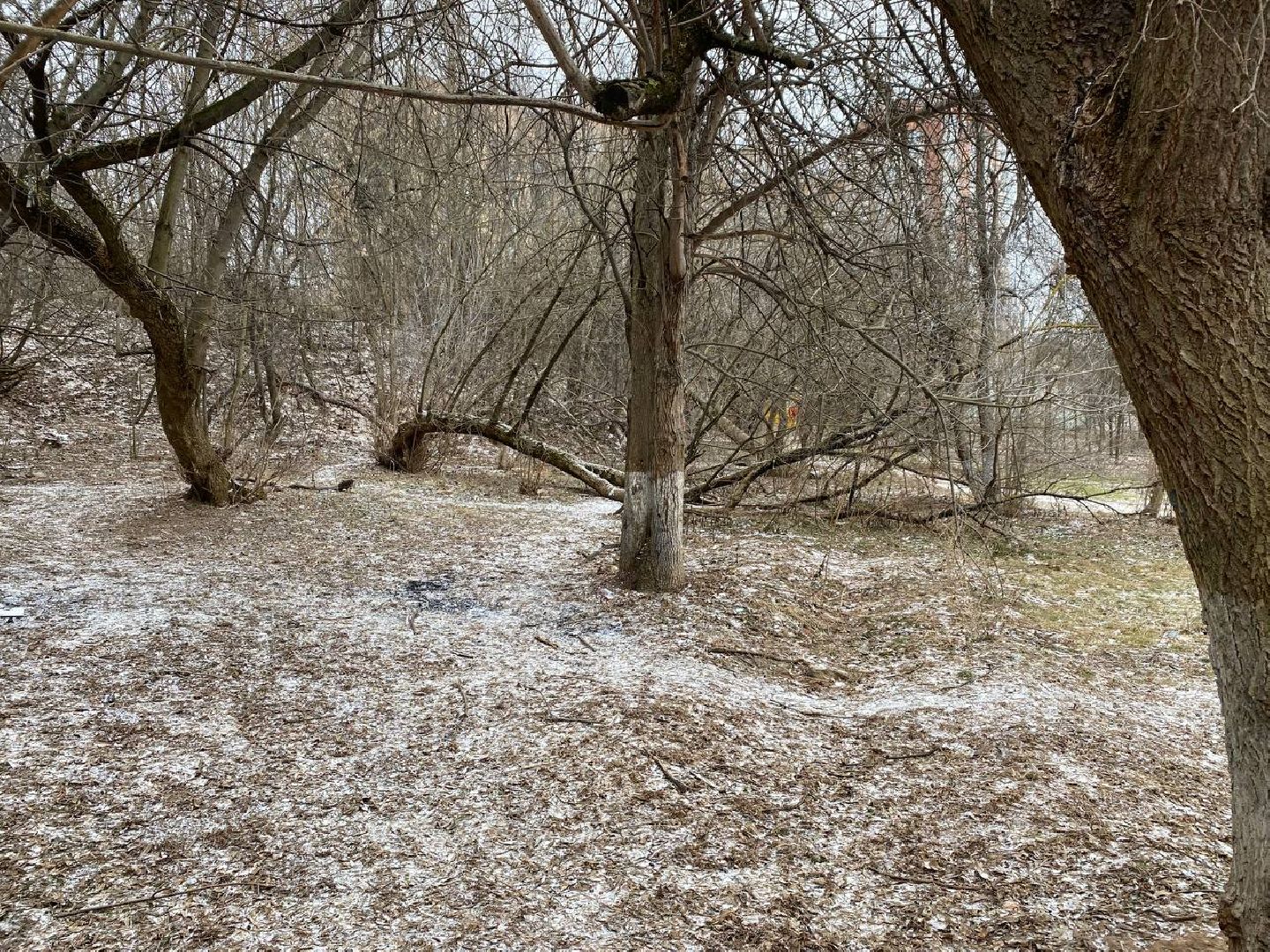 вертикалки, яблоневыйсквер, благоустройство, сквервкрасногорске, парквкрасногорске,