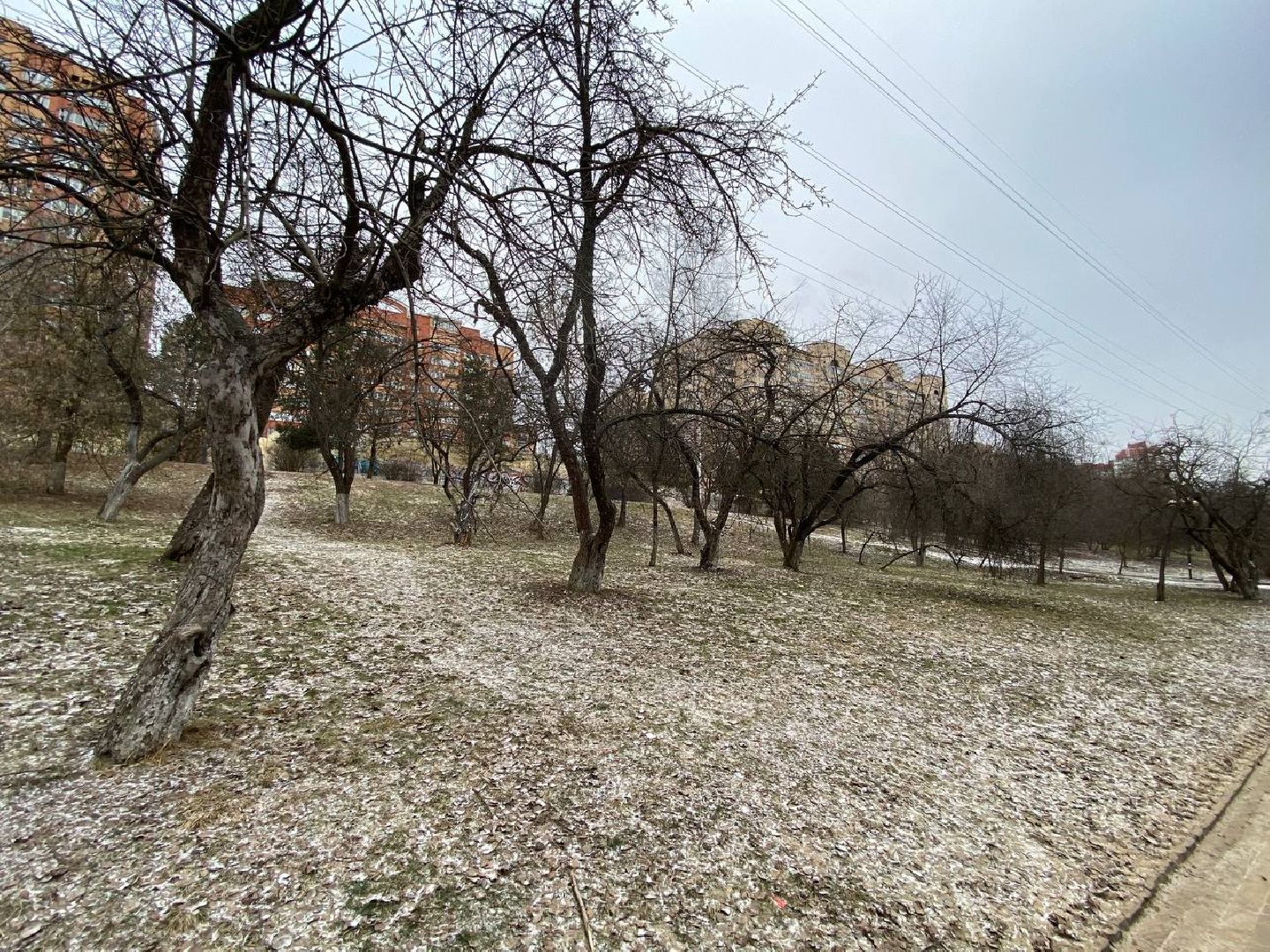 вертикалки, яблоневыйсквер, благоустройство, сквервкрасногорске, парквкрасногорске,