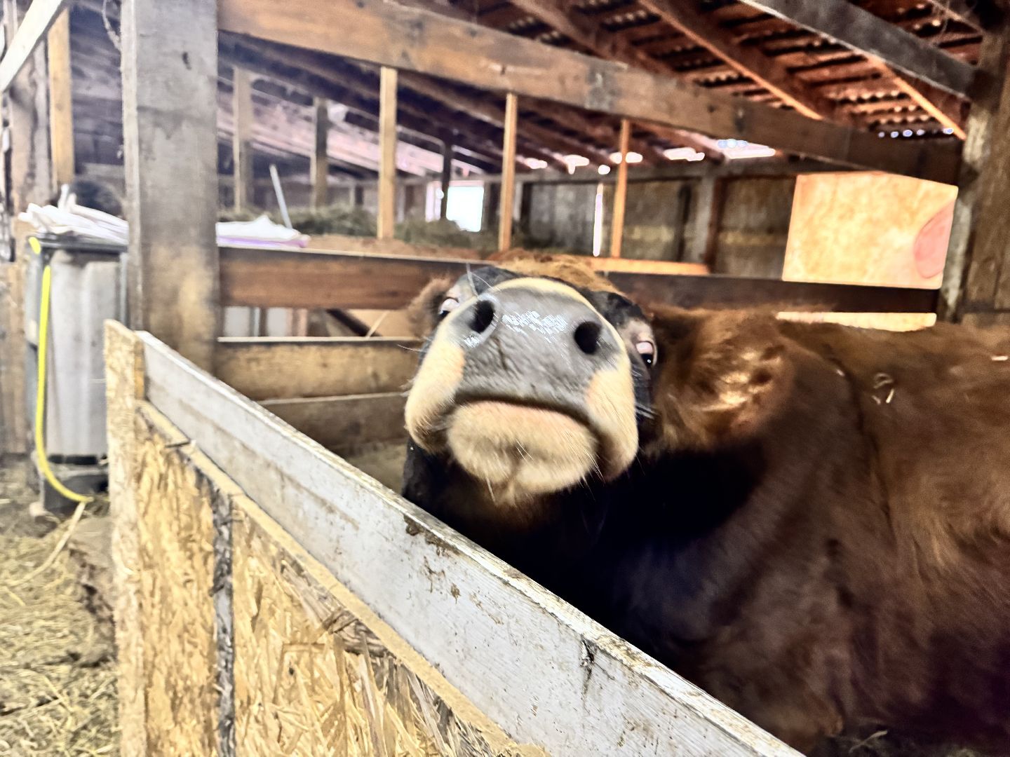 шаховская, фермеры, сельское хозяйство, грант, агростартап, вертикалки,