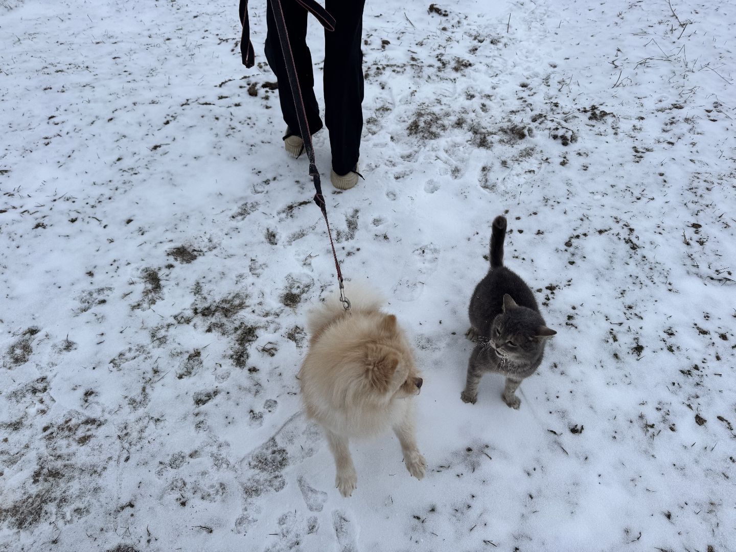 шаховская, фермеры, сельское хозяйство, грант, агростартап, вертикалки,