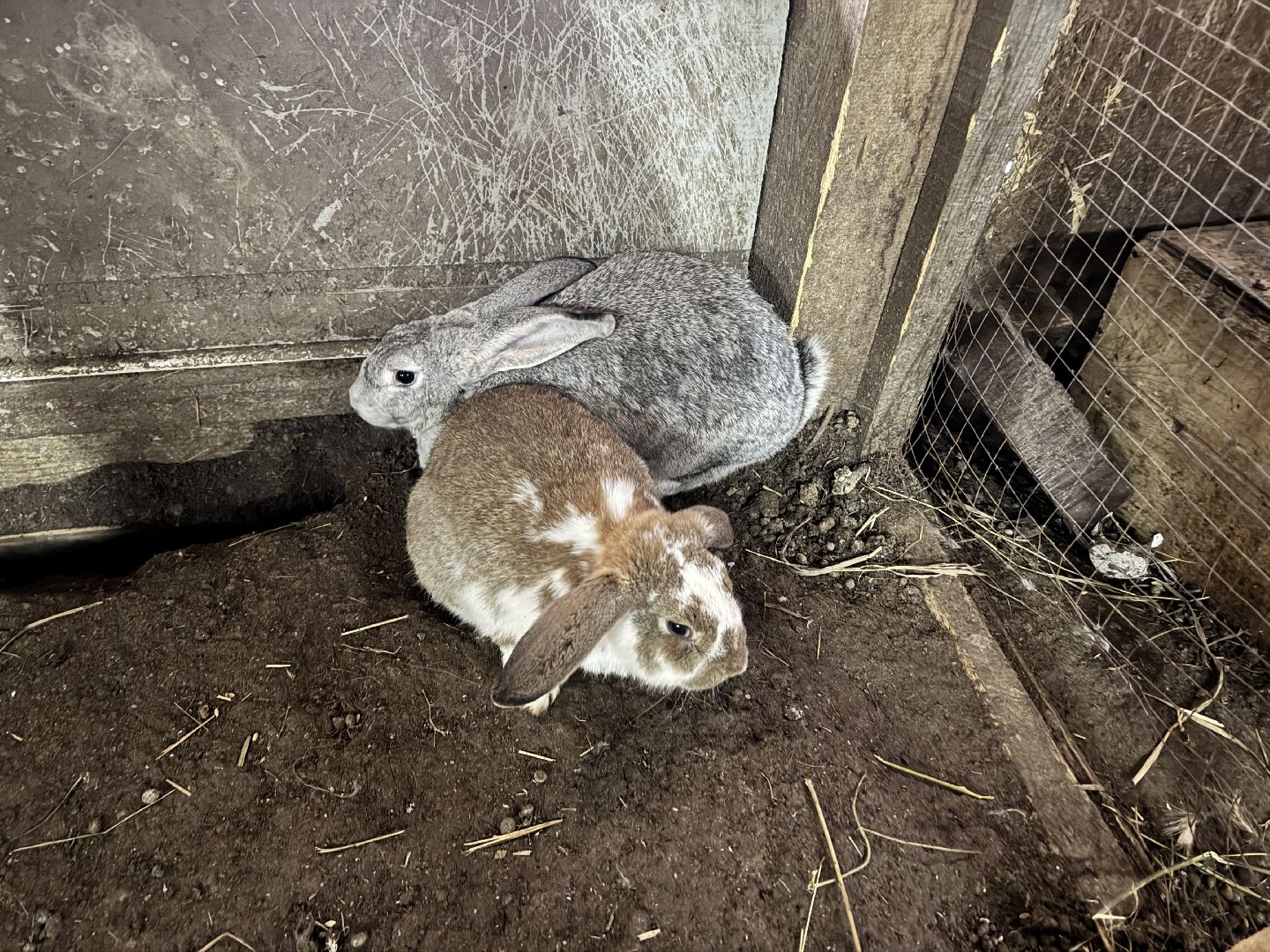 шаховская, фермеры, сельское хозяйство, грант, агростартап, вертикалки,