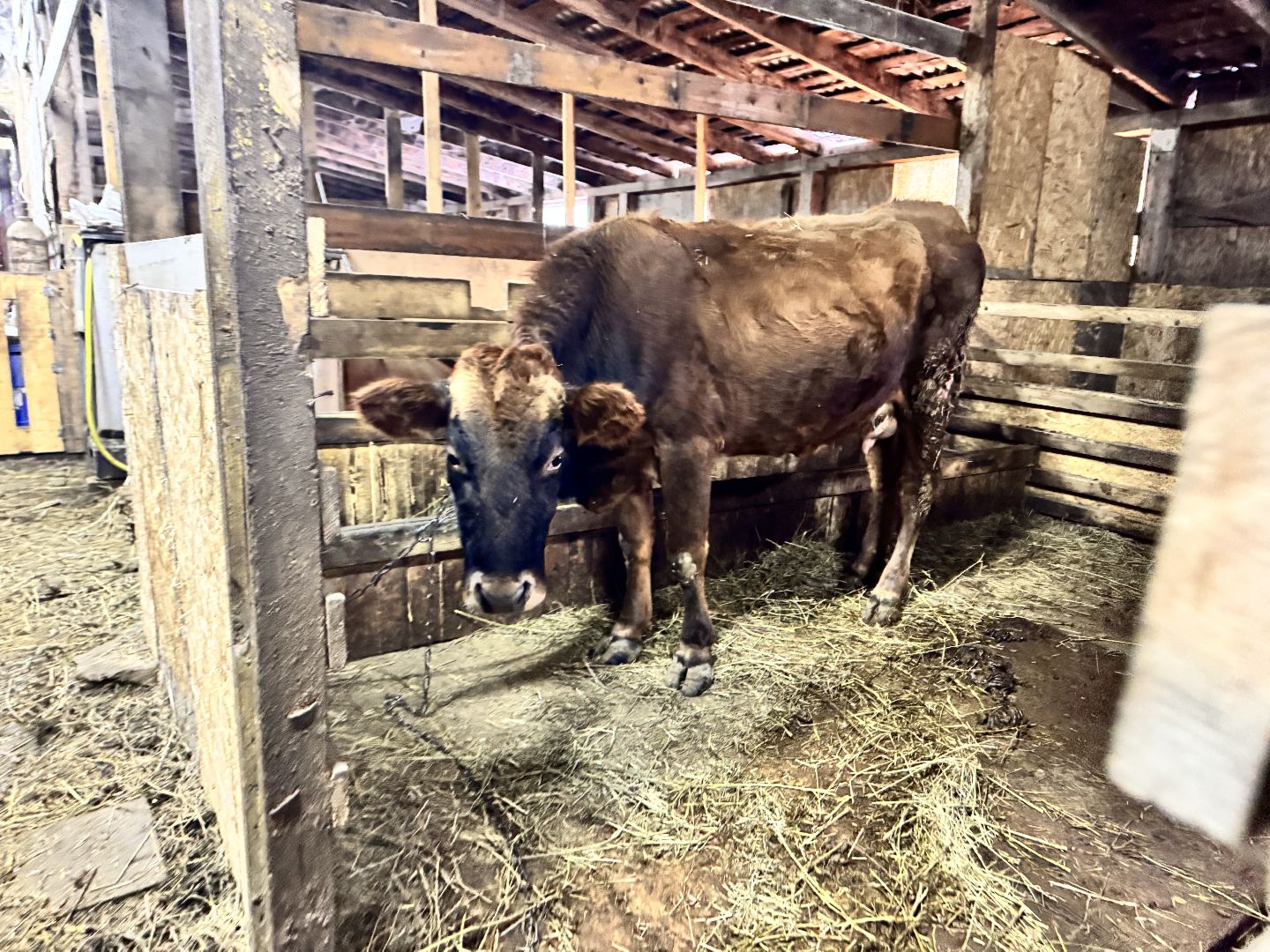 шаховская, фермеры, сельское хозяйство, грант, агростартап, вертикалки,