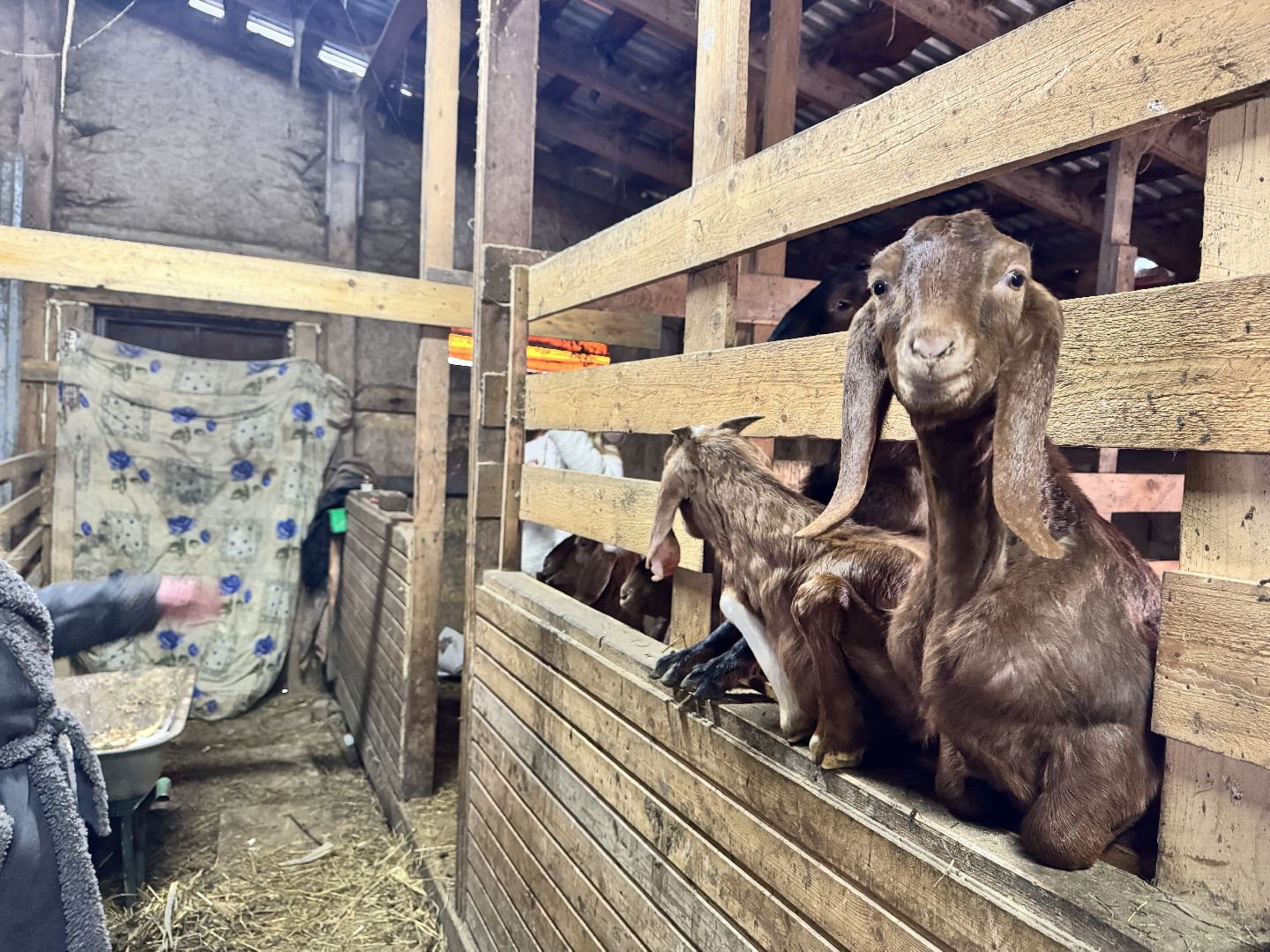 шаховская, фермеры, сельское хозяйство, грант, агростартап, вертикалки,