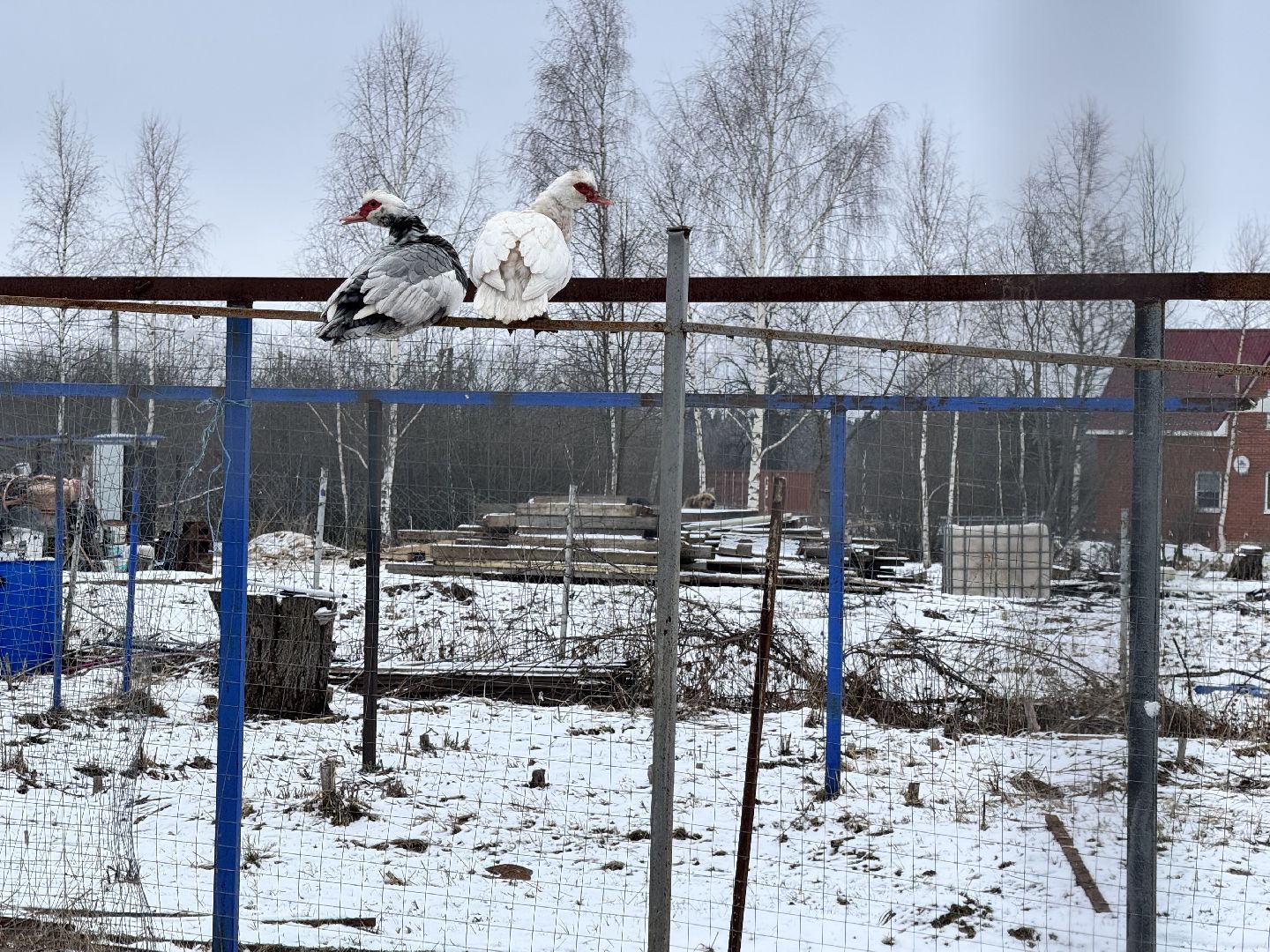 шаховская, фермеры, сельское хозяйство, грант, агростартап, вертикалки,