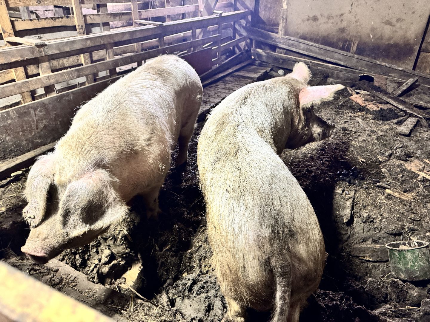 шаховская, фермеры, сельское хозяйство, грант, агростартап, вертикалки,