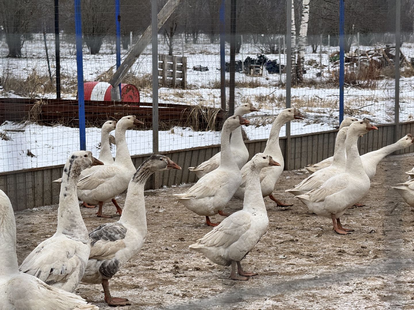шаховская, фермеры, сельское хозяйство, грант, агростартап, вертикалки,