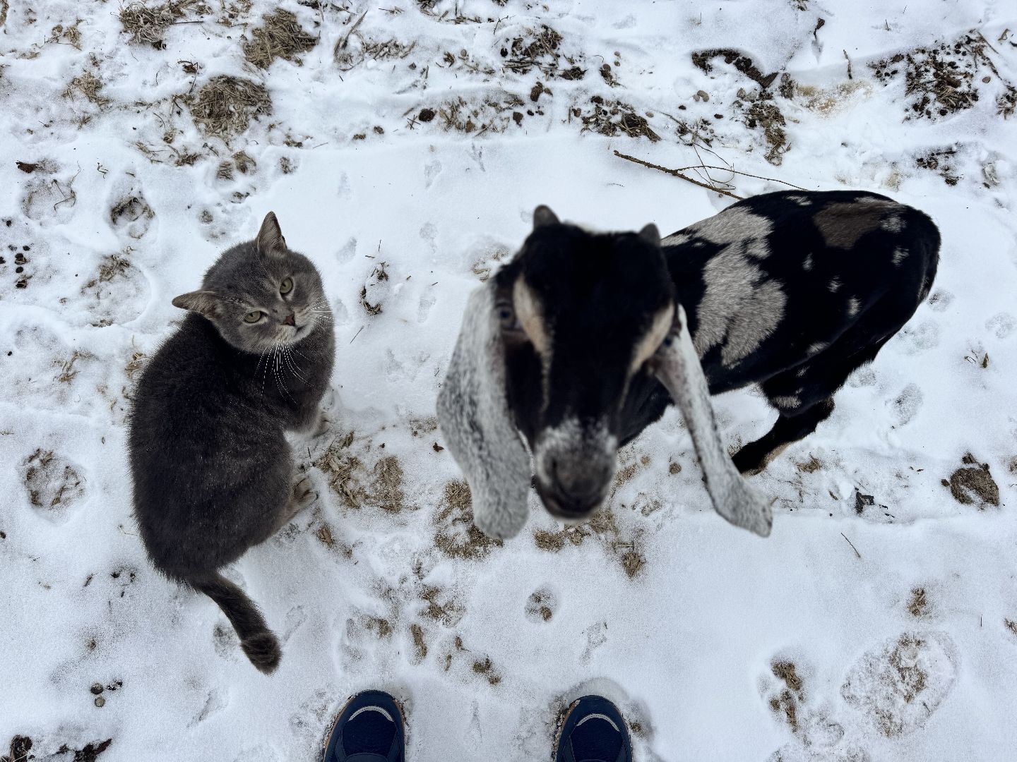 шаховская, фермеры, сельское хозяйство, грант, агростартап, вертикалки,