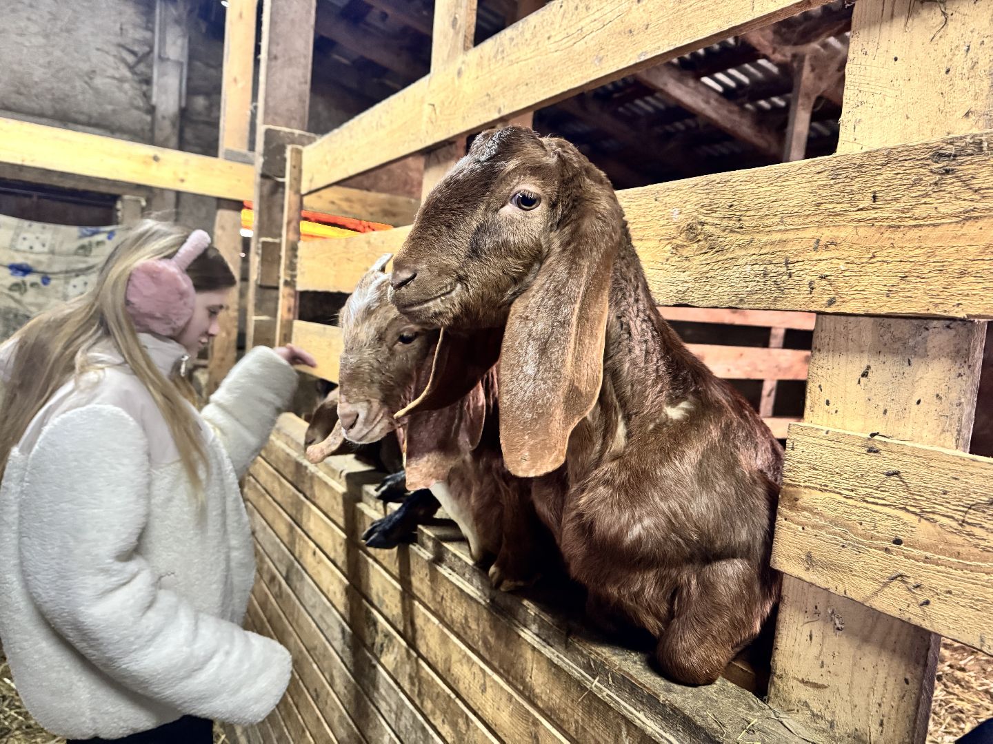 шаховская, фермеры, сельское хозяйство, грант, агростартап, вертикалки,