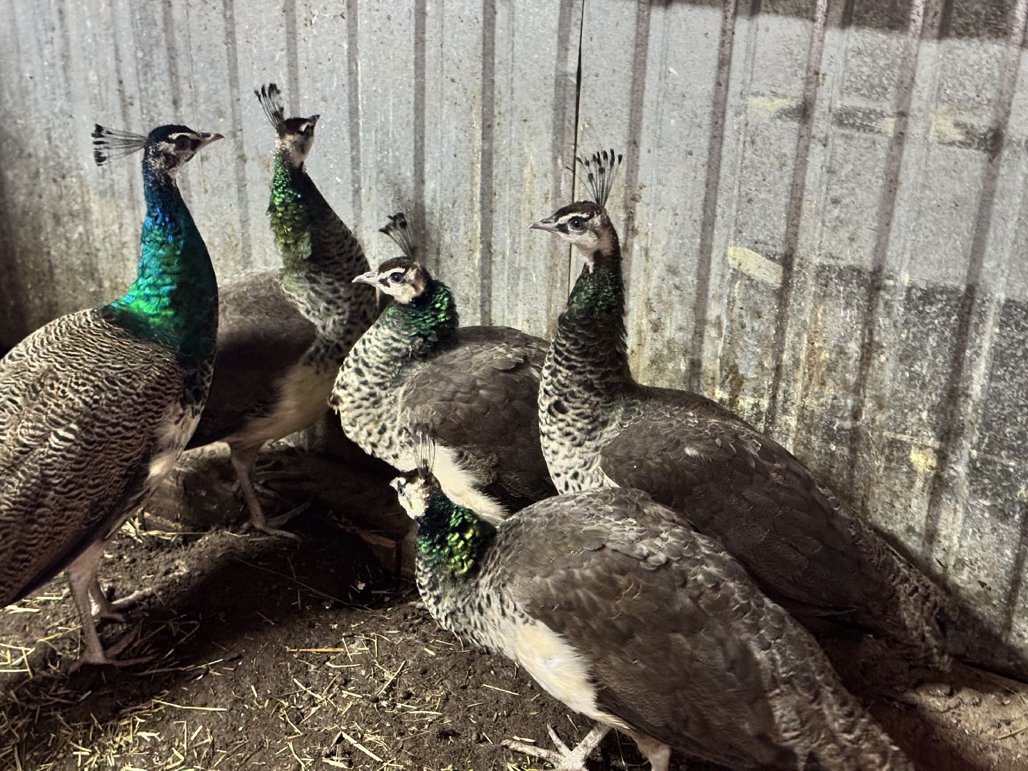 шаховская, фермеры, сельское хозяйство, грант, агростартап, вертикалки,