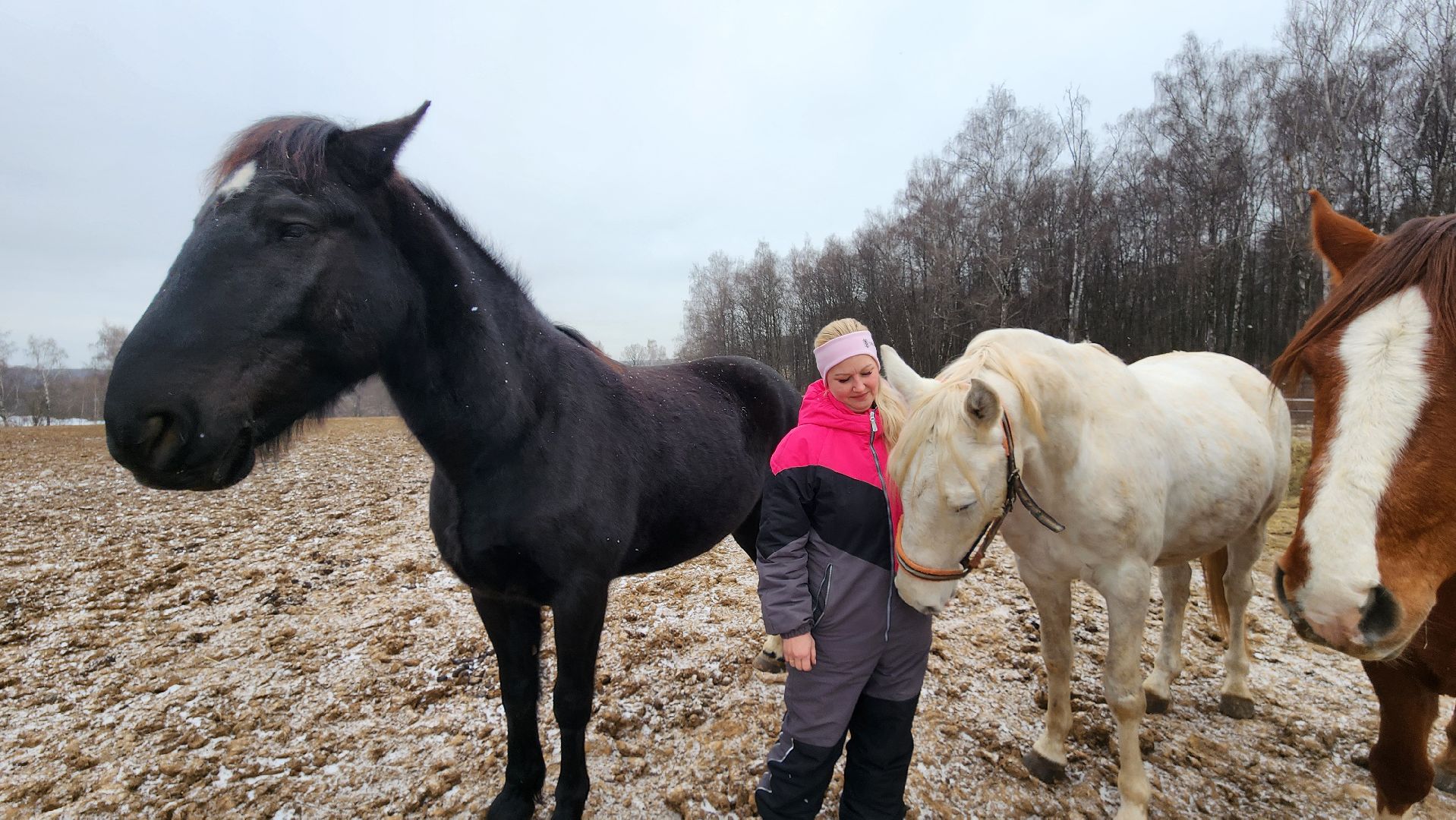 спорт, конный спорт, общество, лошади, конный клуб, домодедово, соревнования, подмосковье,