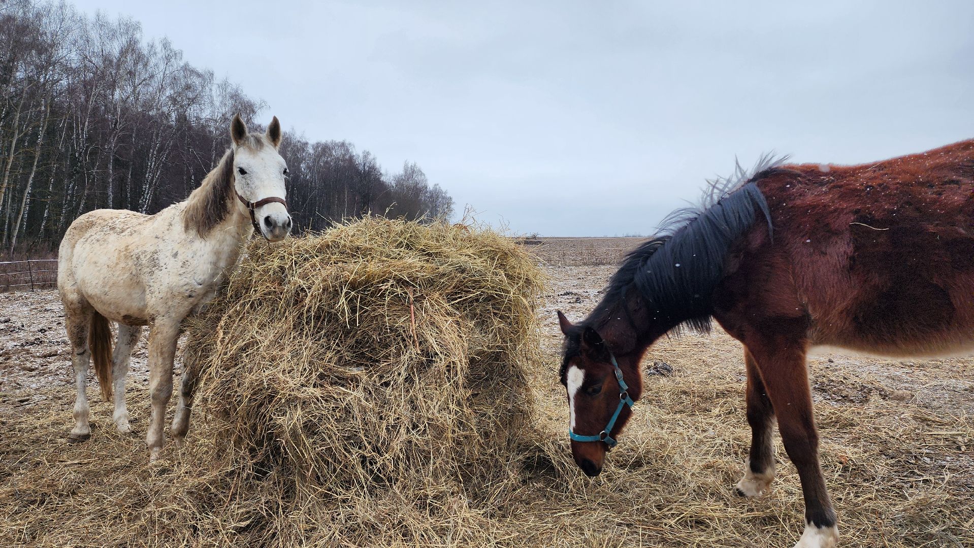 спорт, конный спорт, общество, лошади, конный клуб, домодедово, соревнования, подмосковье,
