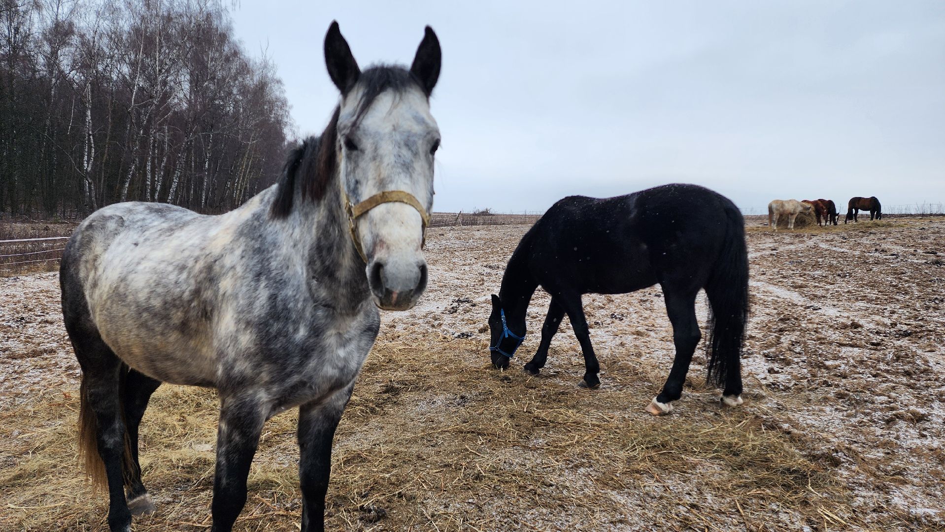спорт, конный спорт, общество, лошади, конный клуб, домодедово, соревнования, подмосковье,