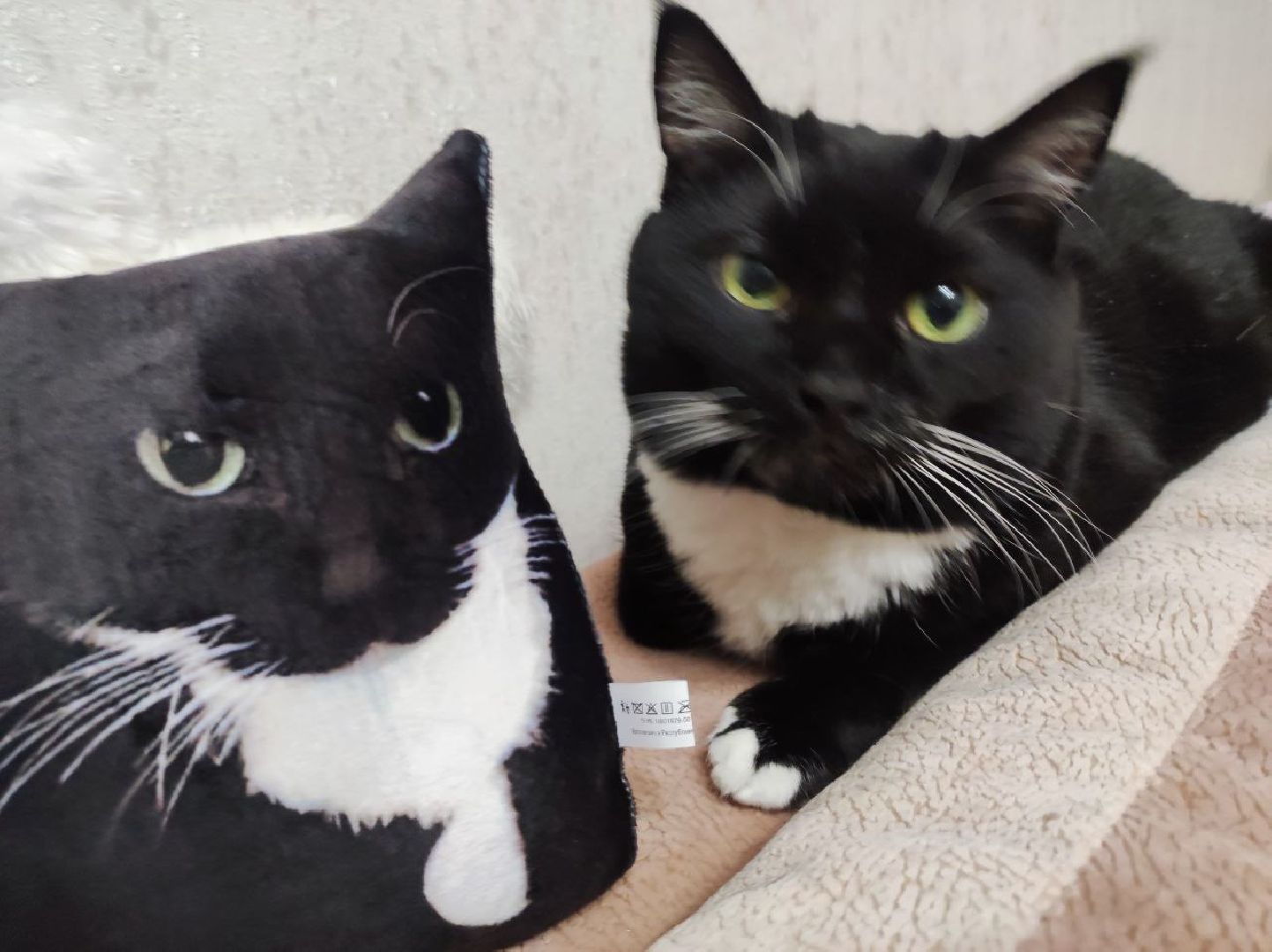 лыткарино, 7 гимназия лыткарино, ольга родина, ольга родина 7 гимназия, завуч и его кот,кот феликс,