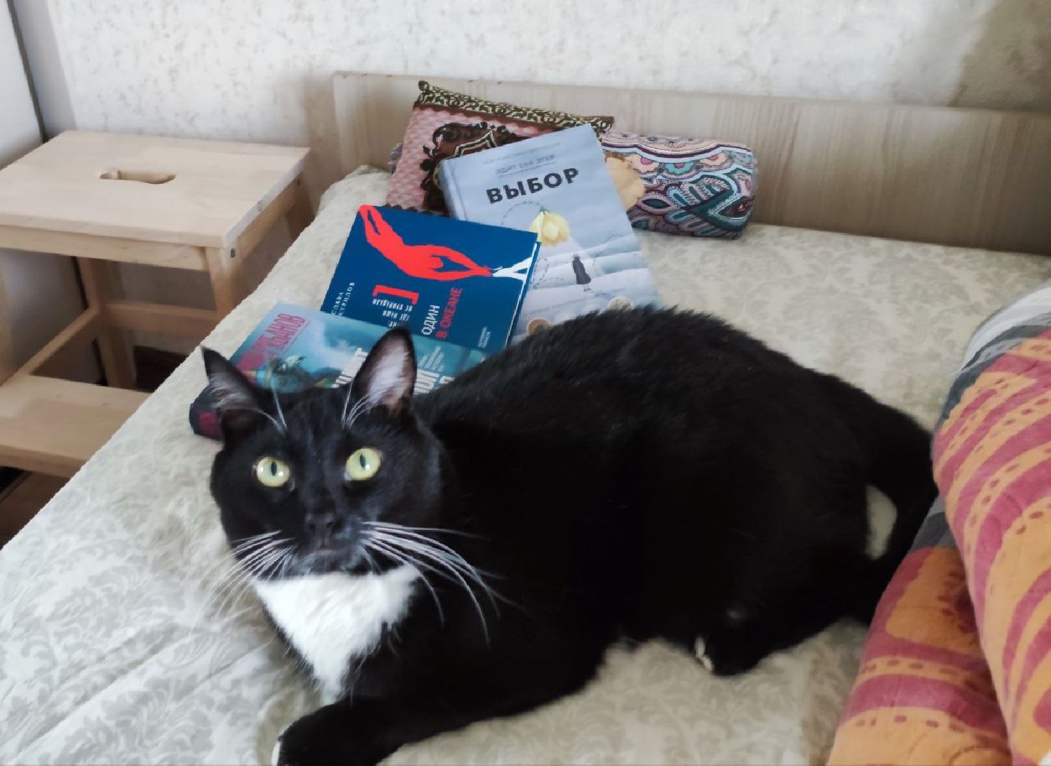 лыткарино, 7 гимназия лыткарино, ольга родина, ольга родина 7 гимназия, завуч и его кот,кот феликс,