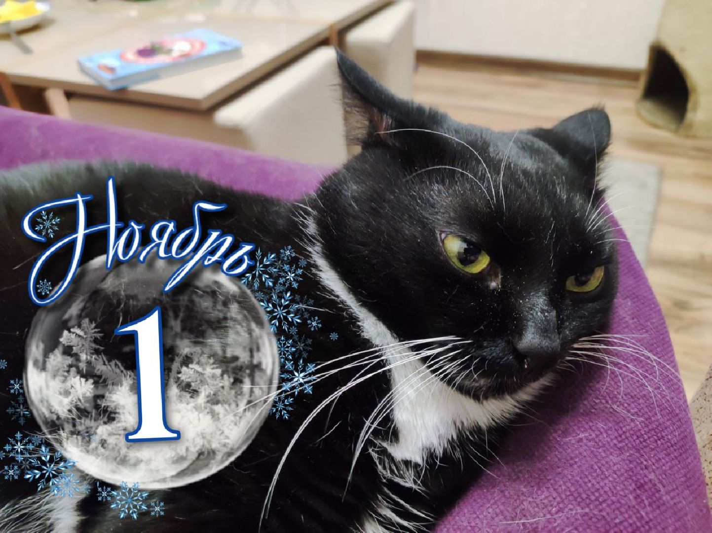 лыткарино, 7 гимназия лыткарино, ольга родина, ольга родина 7 гимназия, завуч и его кот,кот феликс,