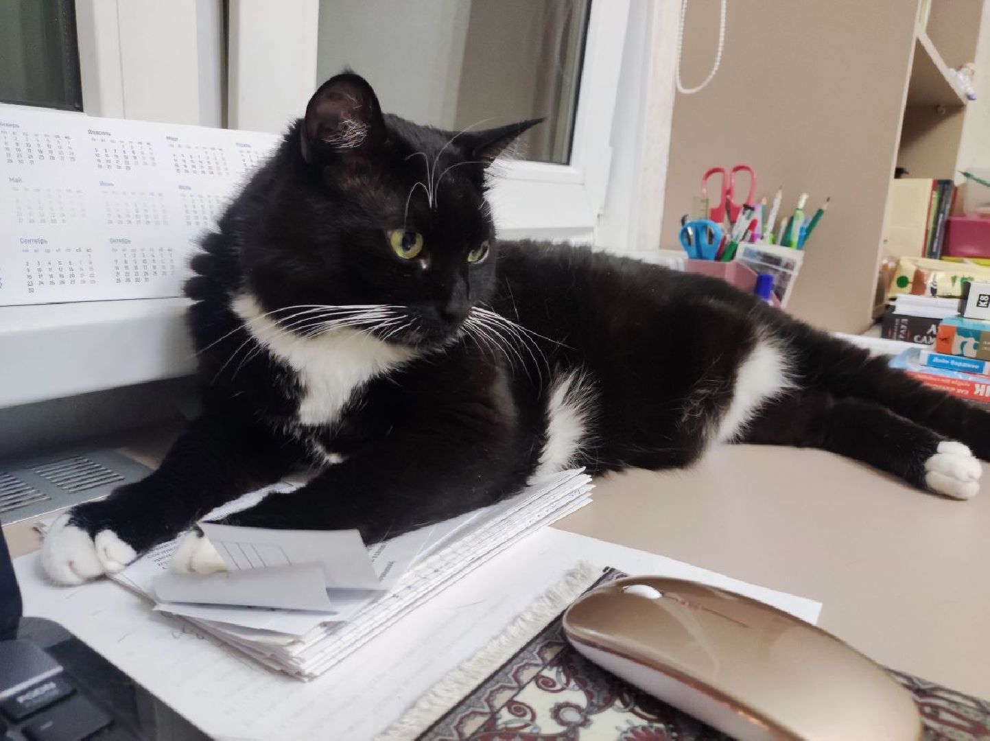 лыткарино, 7 гимназия лыткарино, ольга родина, ольга родина 7 гимназия, завуч и его кот,кот феликс,