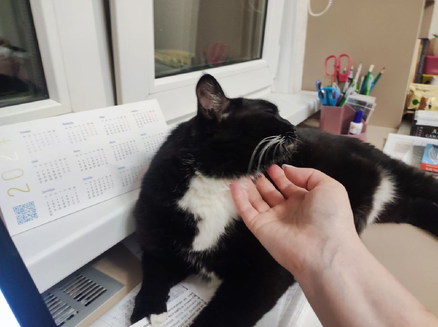 лыткарино, 7 гимназия лыткарино, ольга родина, ольга родина 7 гимназия, завуч и его кот,кот феликс,