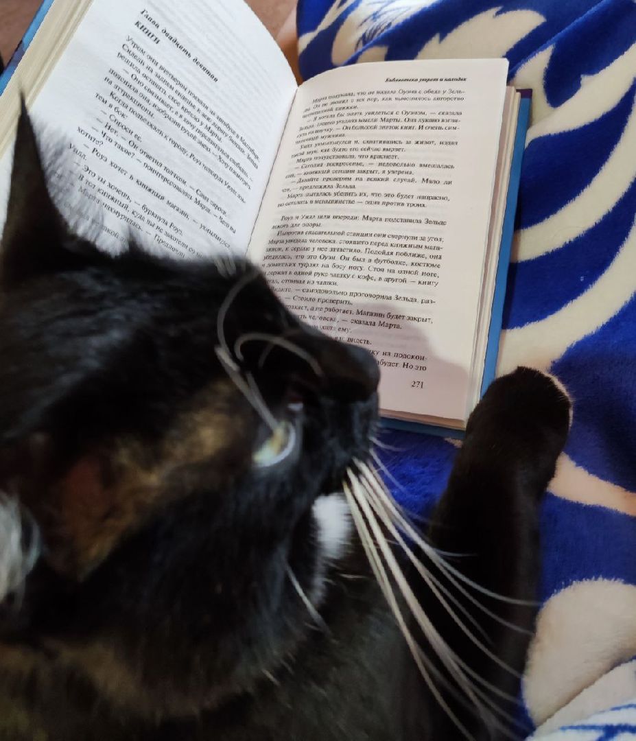 лыткарино, 7 гимназия лыткарино, ольга родина, ольга родина 7 гимназия, завуч и его кот,кот феликс,