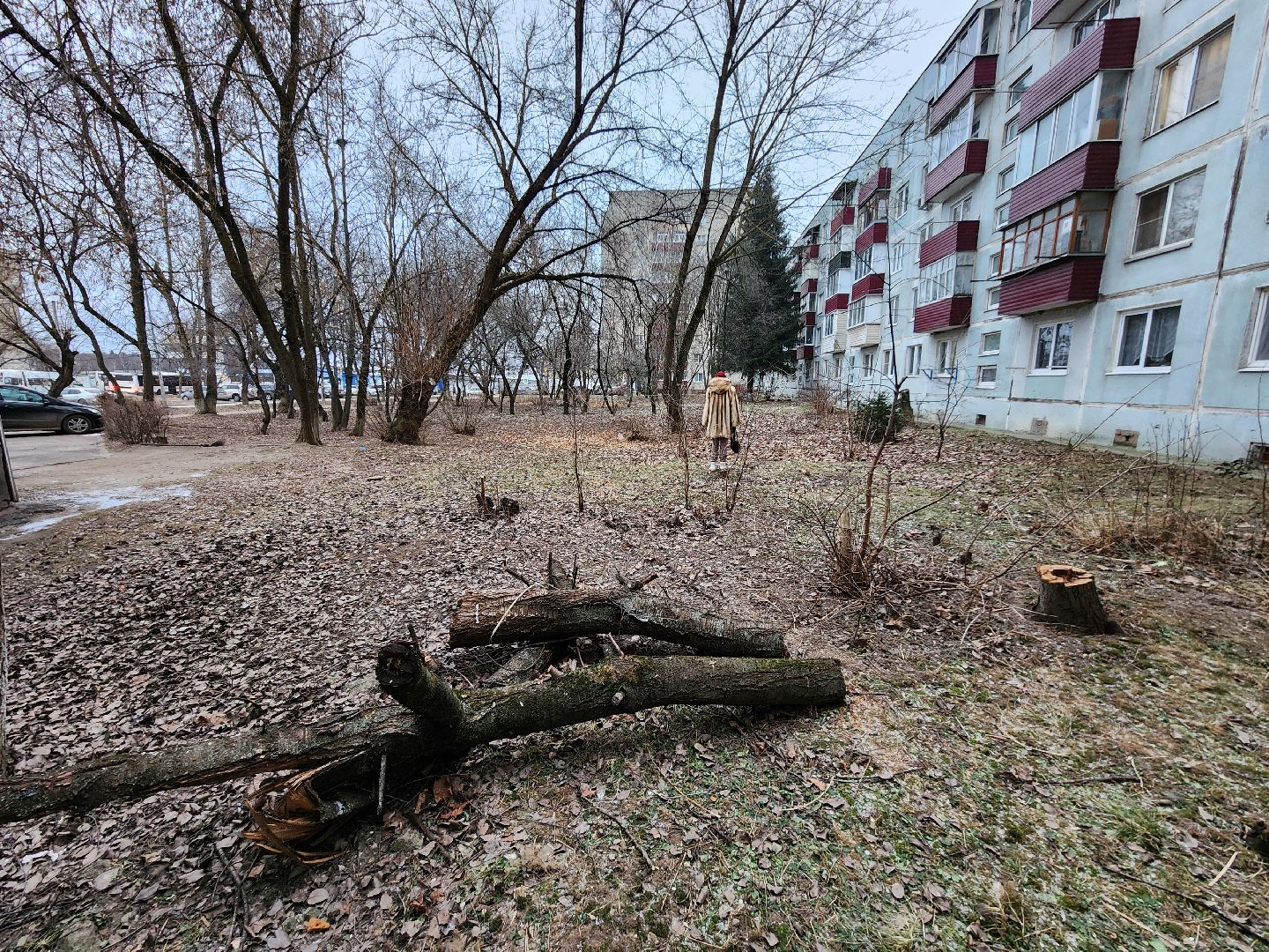 Чехов, дворец спорта олимпийский, выездная администрация, встреча с жителями, обращения граждан, Вокзальная площадь 2, опилить деревья, удалить аварийные деревья, сухостойные деревья, содержание придомовой территории,